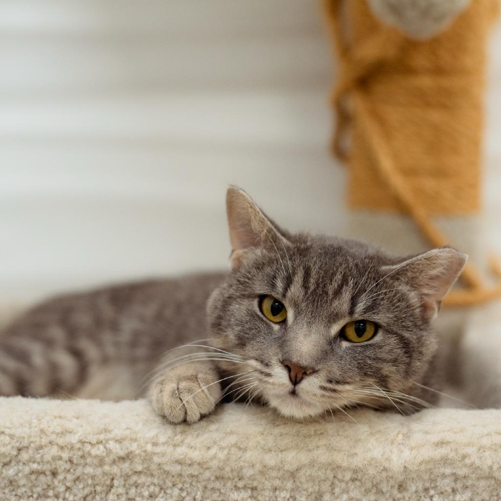 Enlarge Woonsocket Spirit Cats!, a Adoptable Domestic Short Hair in Warwick, RI image 5/6