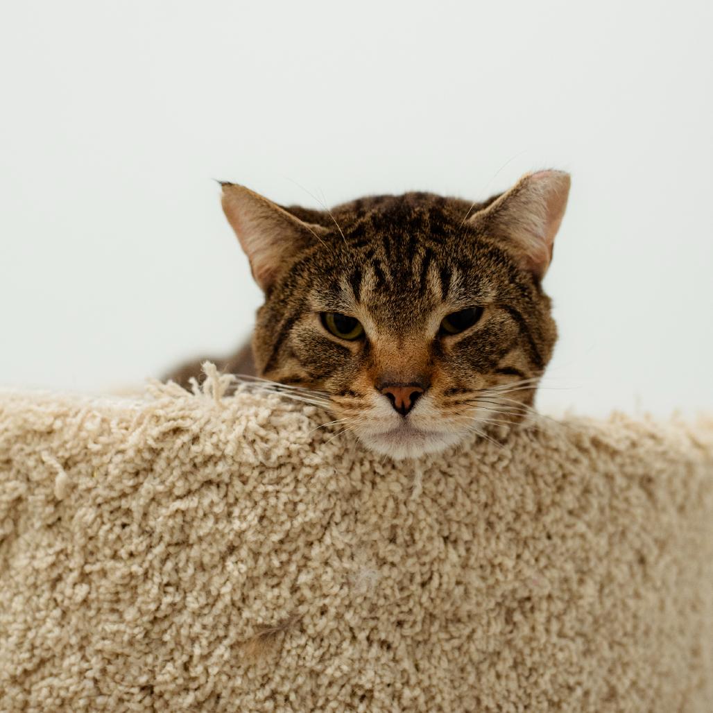 Enlarge Woonsocket Spirit Cats!, a Adoptable Domestic Short Hair in Warwick, RI image 6/6