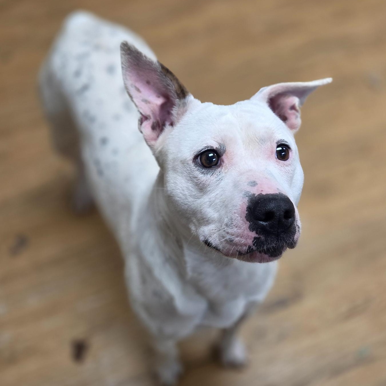 Enlarge Willow, a ADOPTABLE Mixed Breed in Madison, MS image 1/1