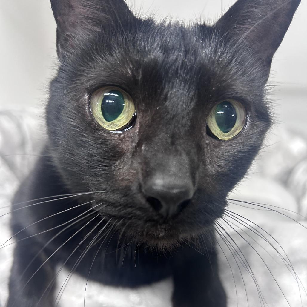 Midnight, Adoptable, Adult Female Domestic Short Hair.