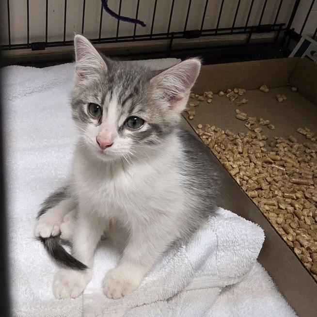Eight, Adoptable, Kitten Female Domestic Short Hair.