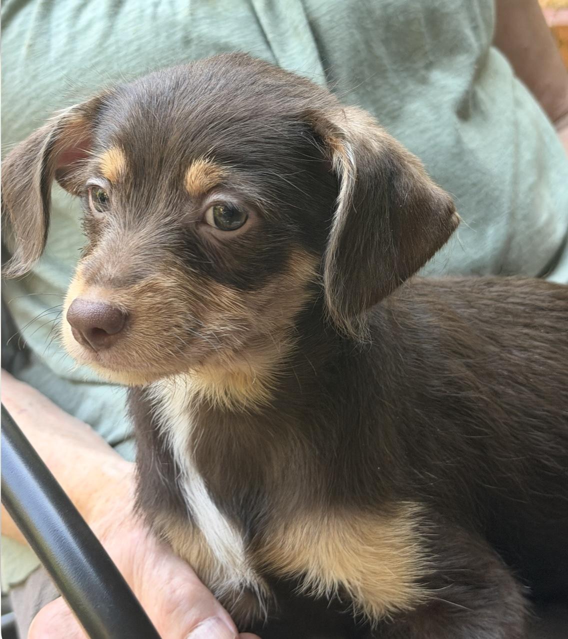 Cedar, Maple, & Willow, a ADOPTABLE mixed breed in Puyallup, WA image 2/3