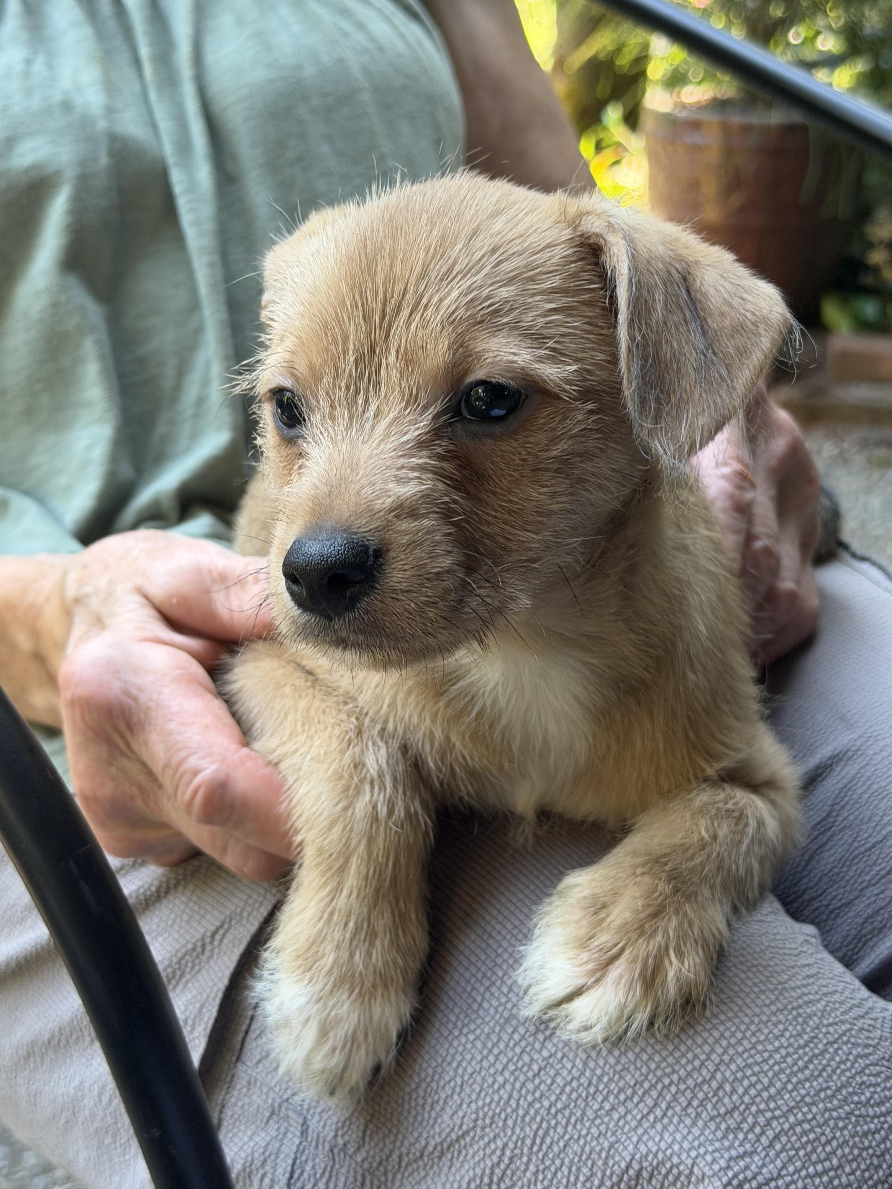 Cedar, Maple, & Willow, a ADOPTABLE mixed breed in Puyallup, WA image 1/3