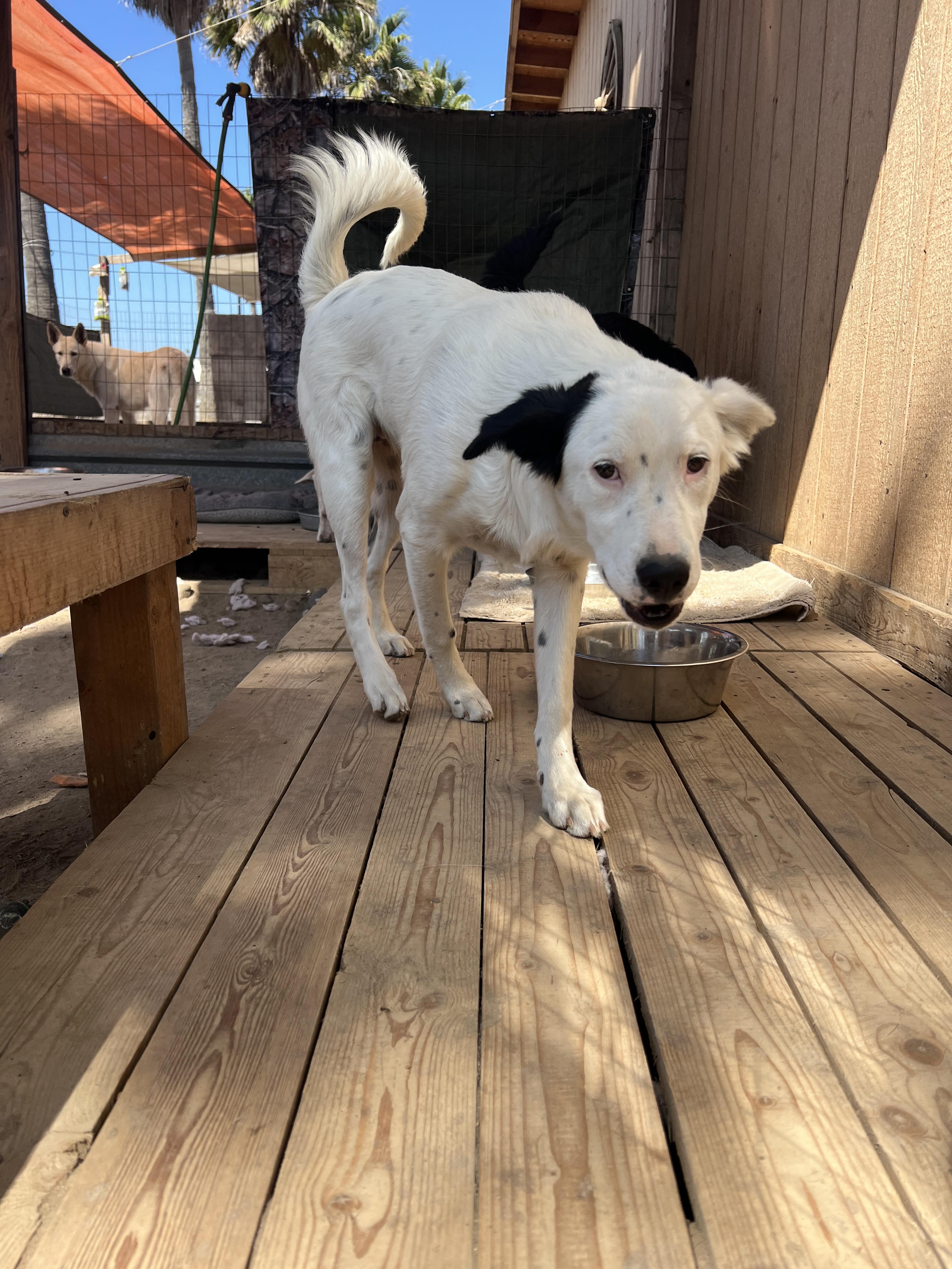 Maddie, a Adoptable mixed breed in Aliso Viejo, CA image 1/4