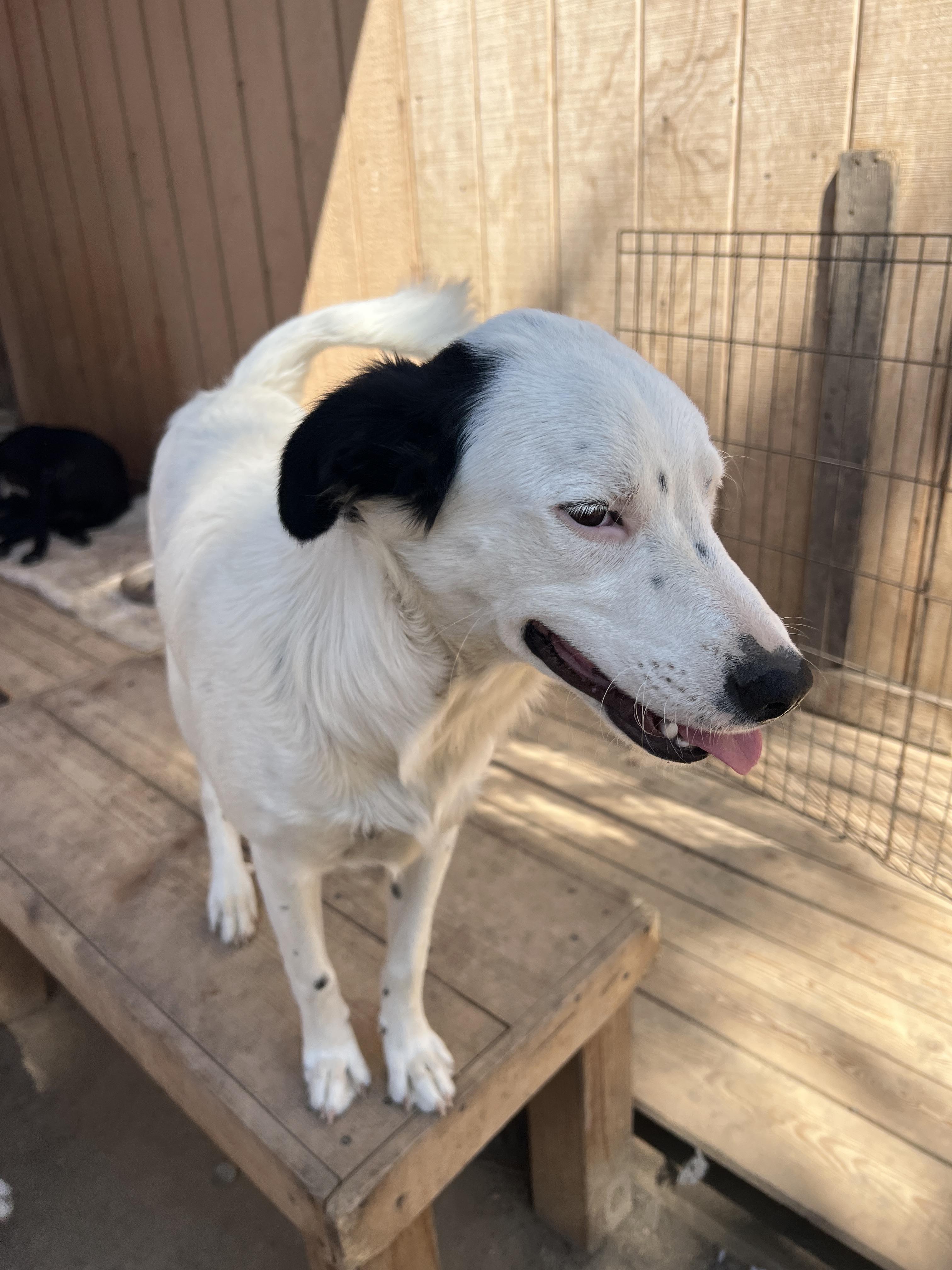 Maddie, a Adoptable mixed breed in Aliso Viejo, CA image 2/4