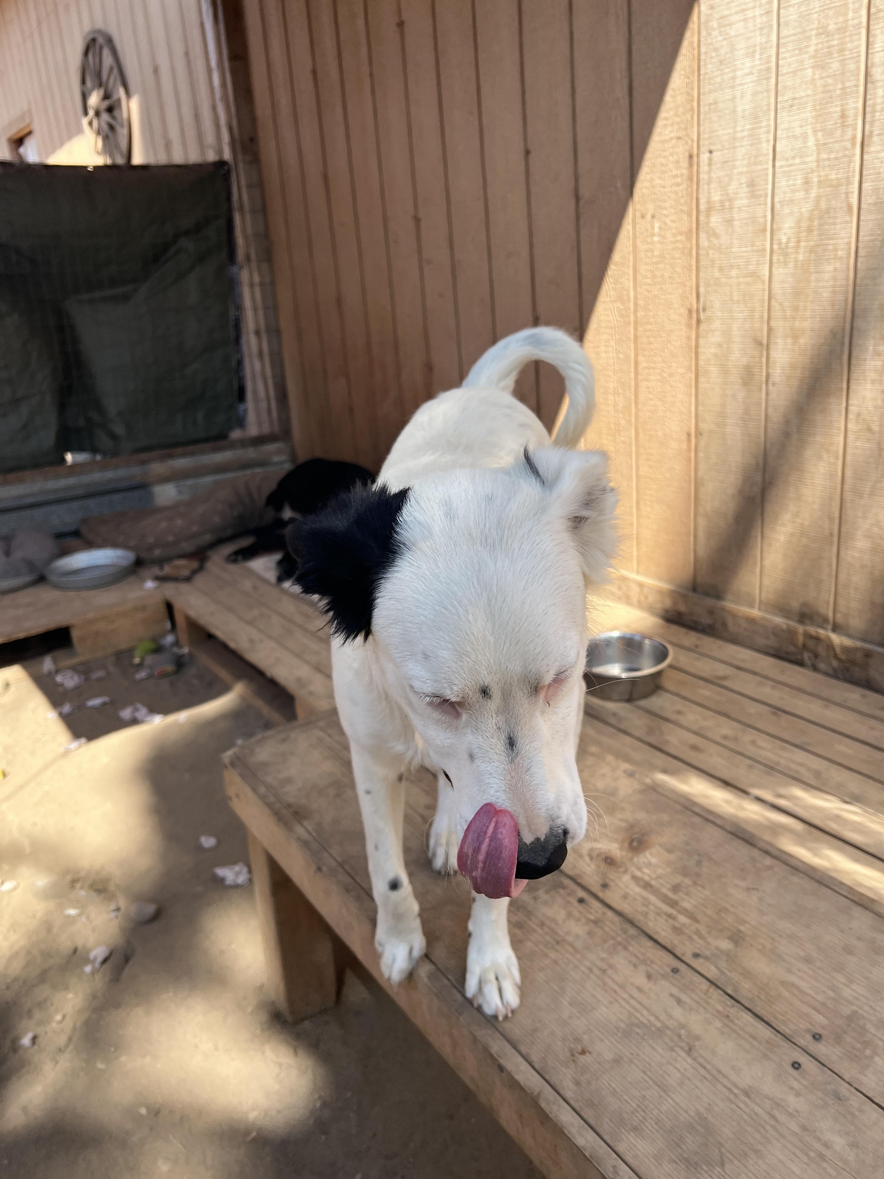 Maddie, a Adoptable mixed breed in Aliso Viejo, CA image 3/4