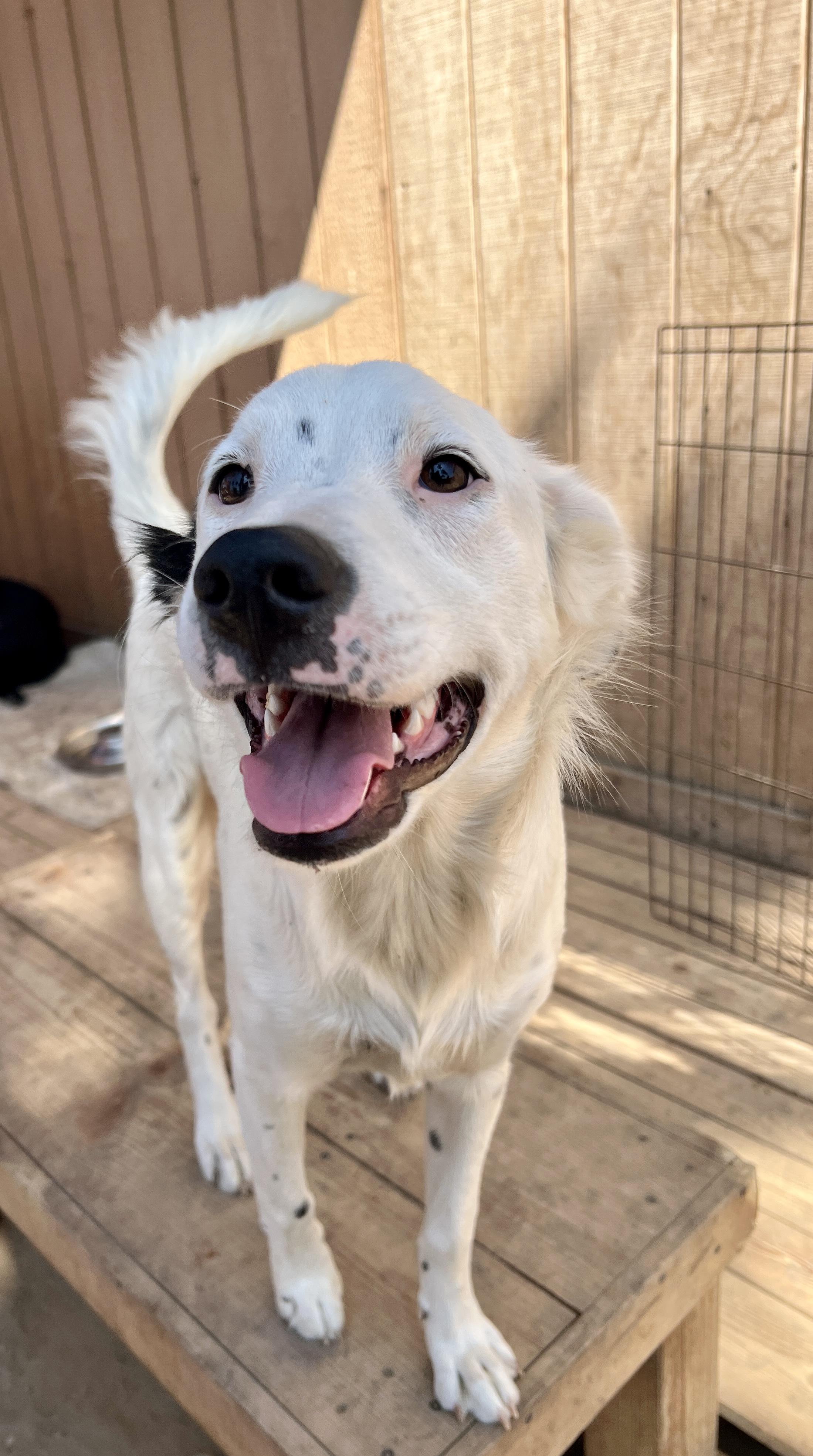 Maddie, a Adoptable mixed breed in Aliso Viejo, CA image 4/4
