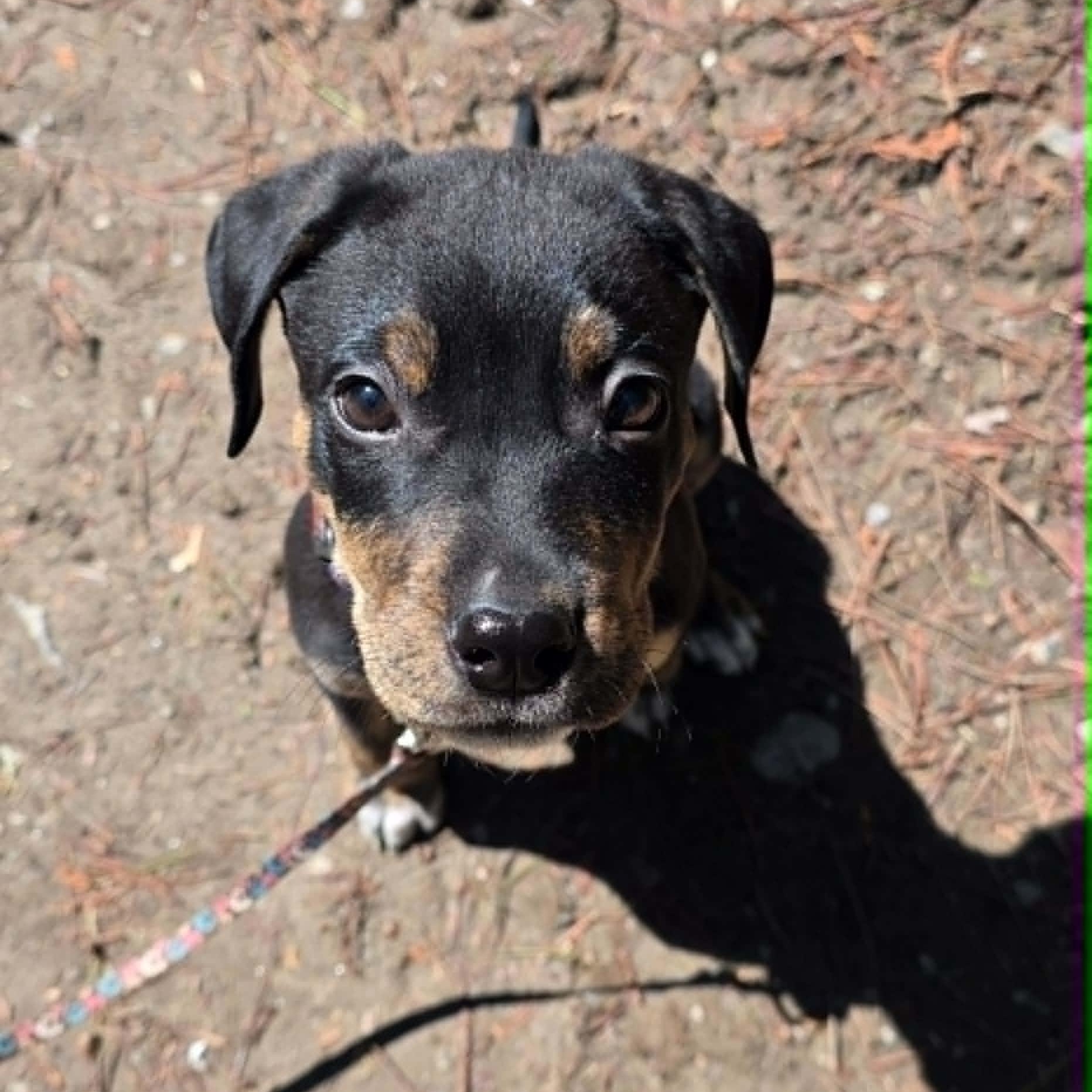 Enlarge Roman, an adopted Mixed Breed in Woodstock, ON image 1/6
