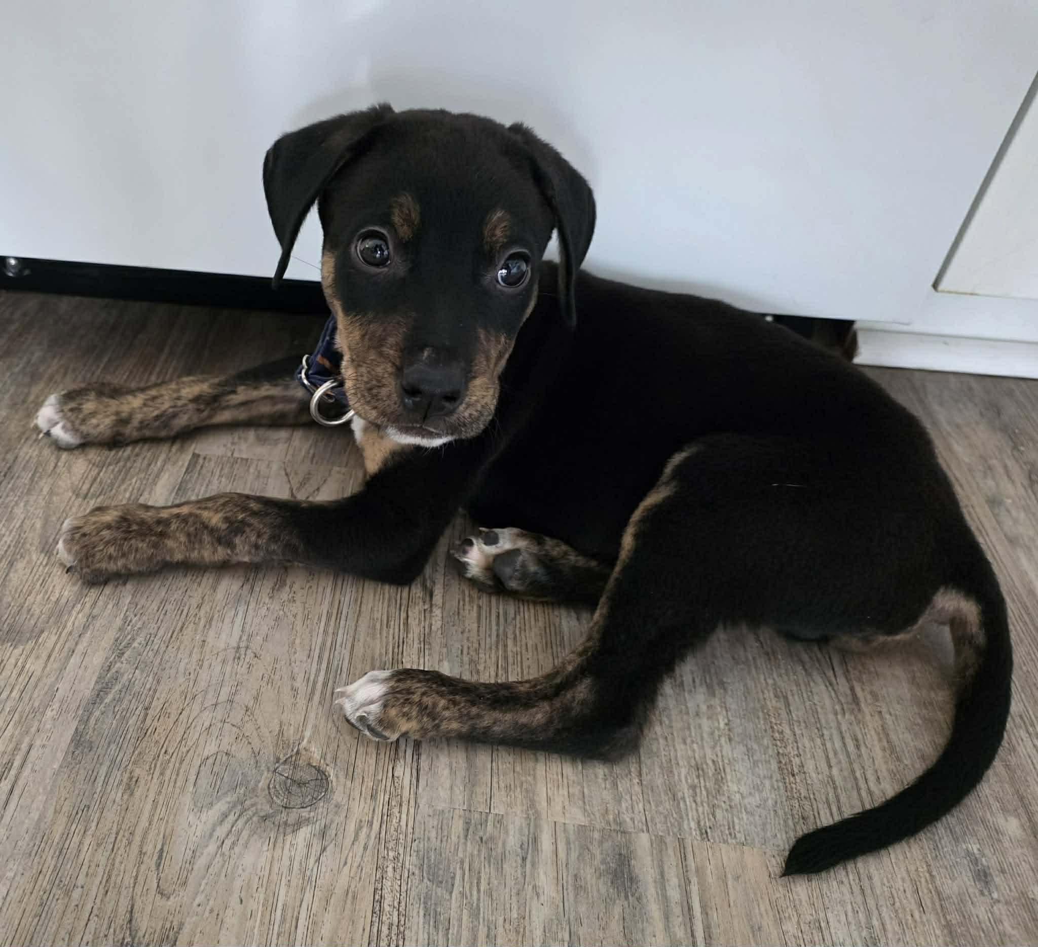 Enlarge Roman, an adopted Mixed Breed in Woodstock, ON image 2/6