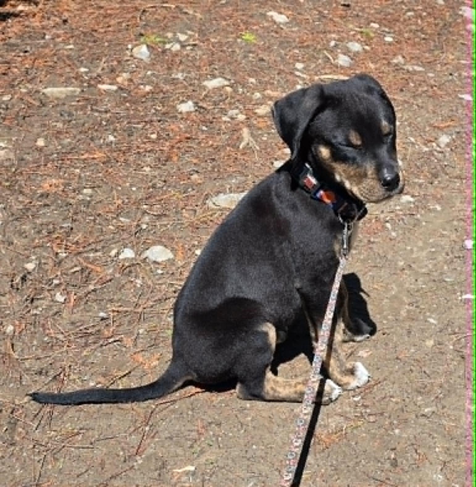 Enlarge Roman, an adopted Mixed Breed in Woodstock, ON image 5/6