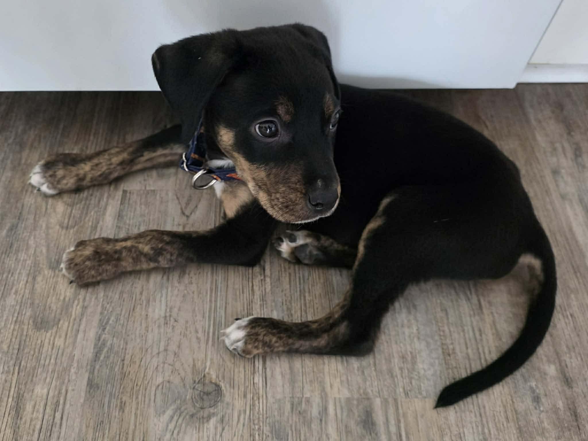 Enlarge Roman, an adopted Mixed Breed in Woodstock, ON image 3/6