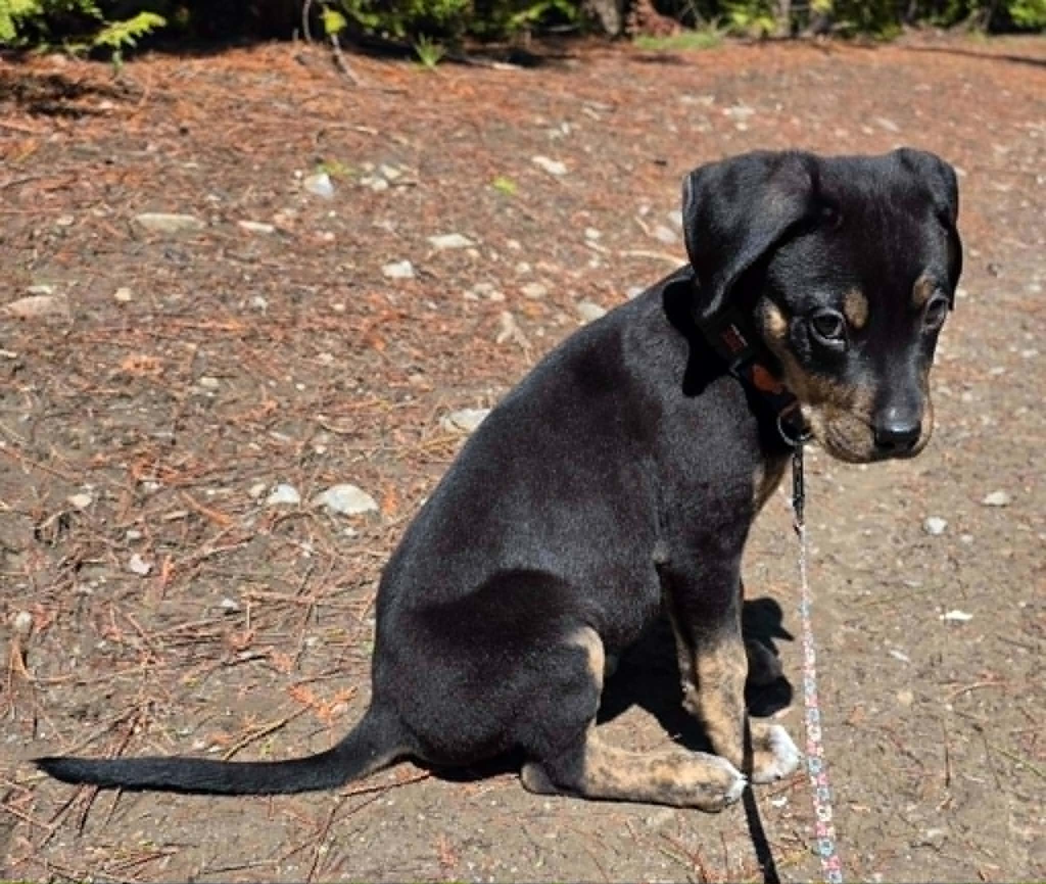 Enlarge Roman, an adopted Mixed Breed in Woodstock, ON image 4/6