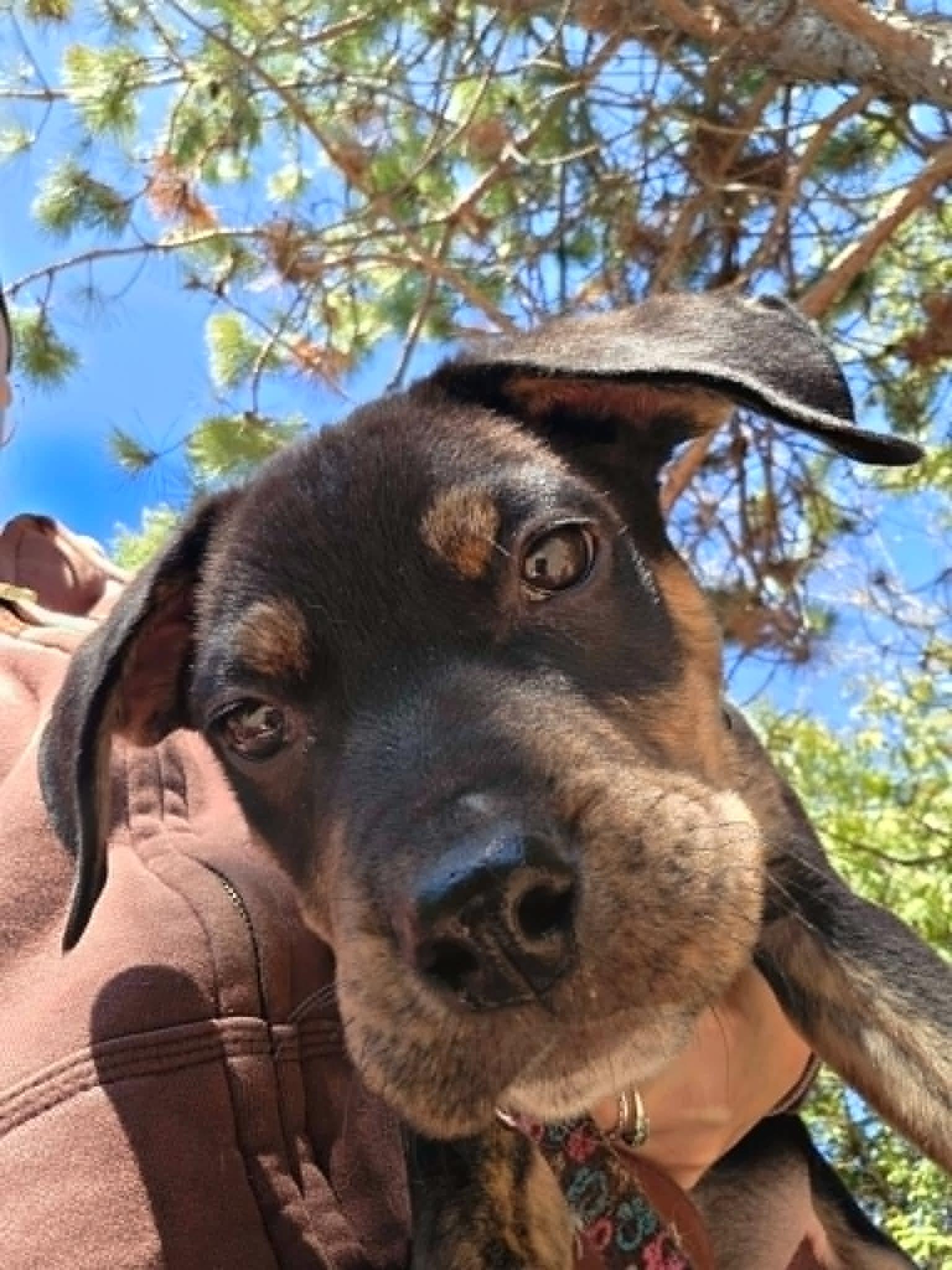 Enlarge Roman, an adopted Mixed Breed in Woodstock, ON image 6/6