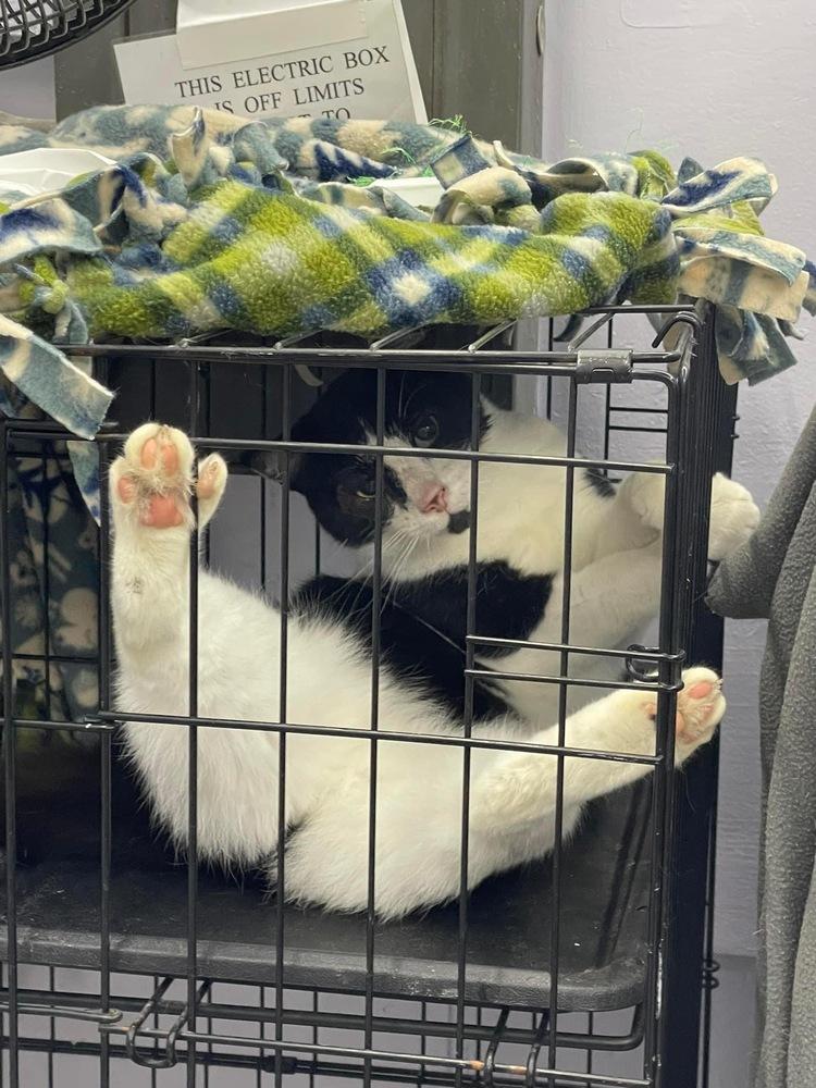 Kitten Kaboodle, Adoptable, Adult Male Domestic Short Hair.