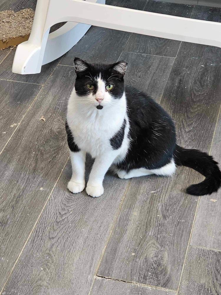 Kitten Kaboodle, a Adoptable mixed breed in Mishawaka, IN image 2/6