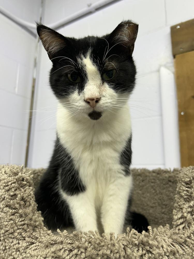 Kitten Kaboodle, a Adoptable mixed breed in Mishawaka, IN image 3/6