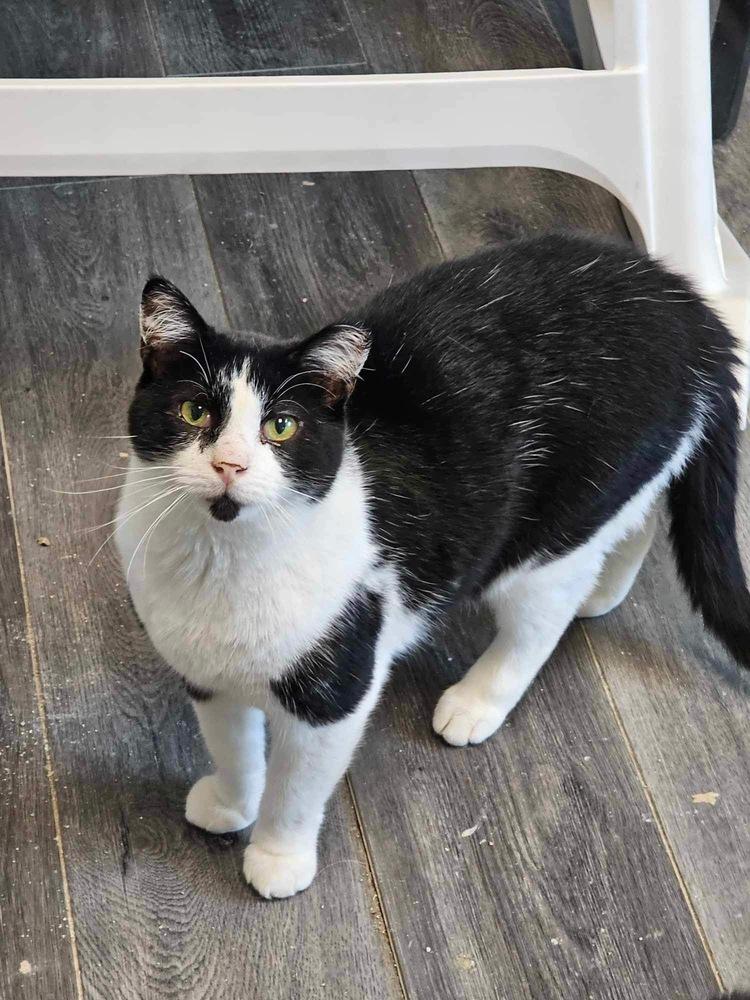 Kitten Kaboodle, Adoptable, Adult Male Domestic Short Hair.