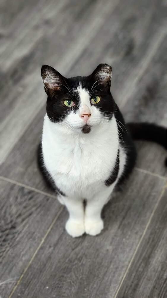 Kitten Kaboodle, a Adoptable mixed breed in Mishawaka, IN image 5/6