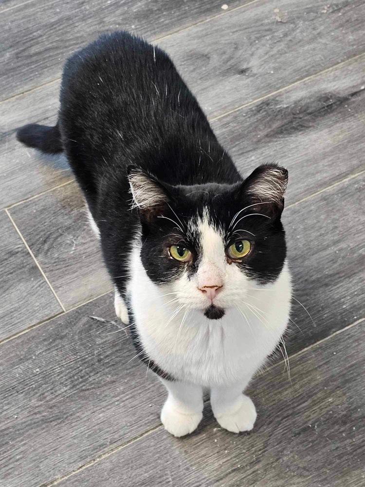 Kitten Kaboodle, a Adoptable mixed breed in Mishawaka, IN image 6/6