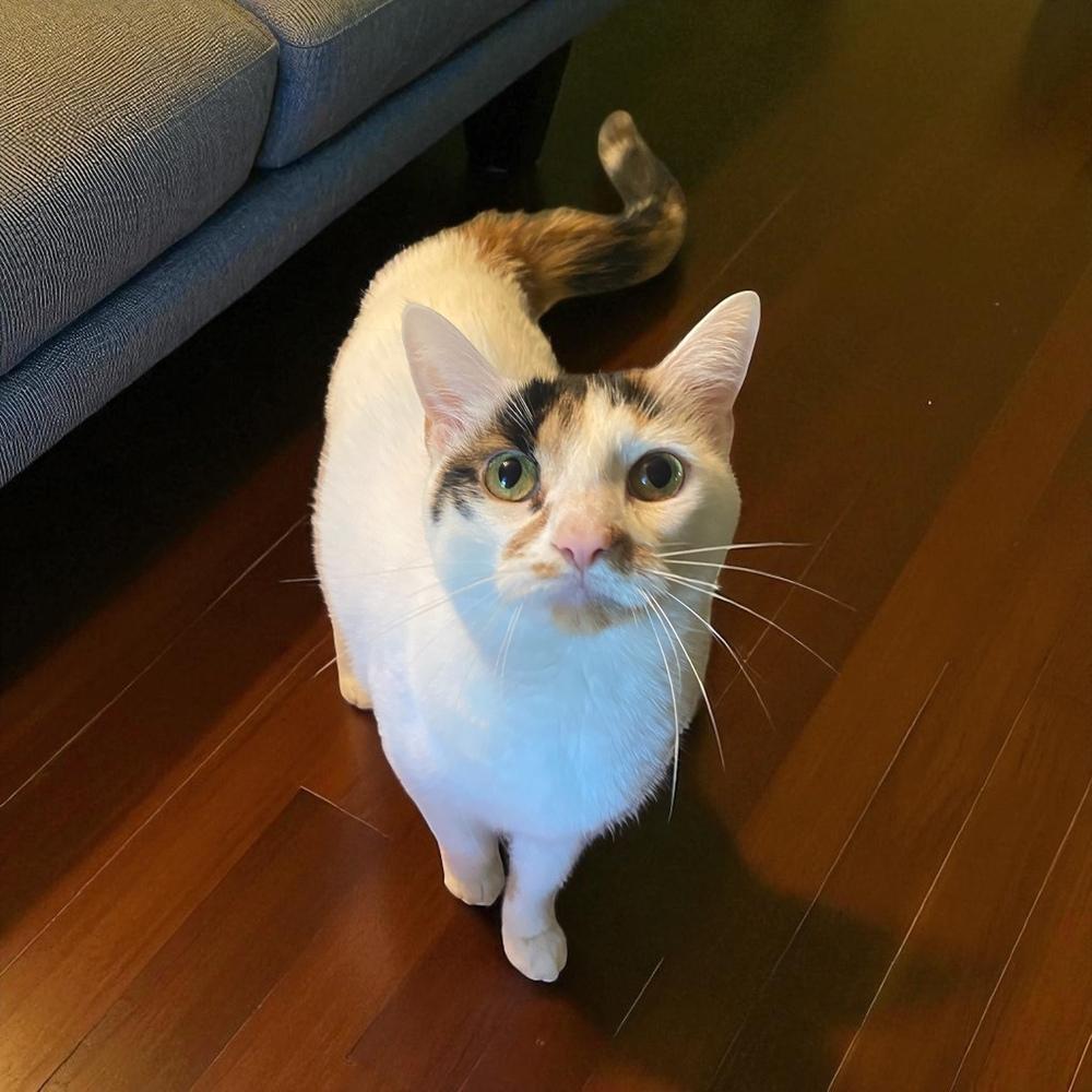 Cedar aka jumper, Adoptable, Kitten Female Domestic Short Hair.