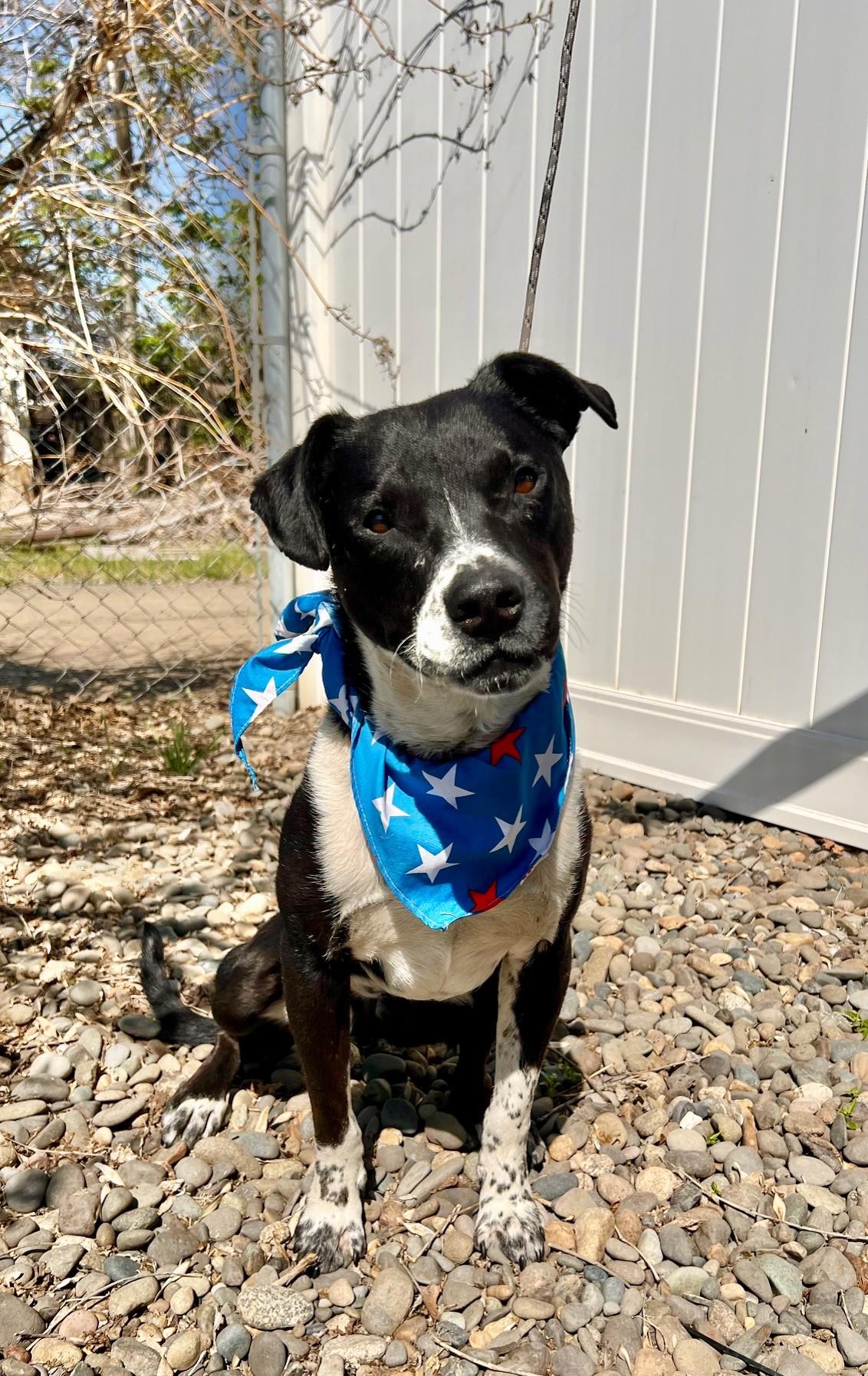 Buck, a Adoptable mixed breed in Yakima, WA image 2/5