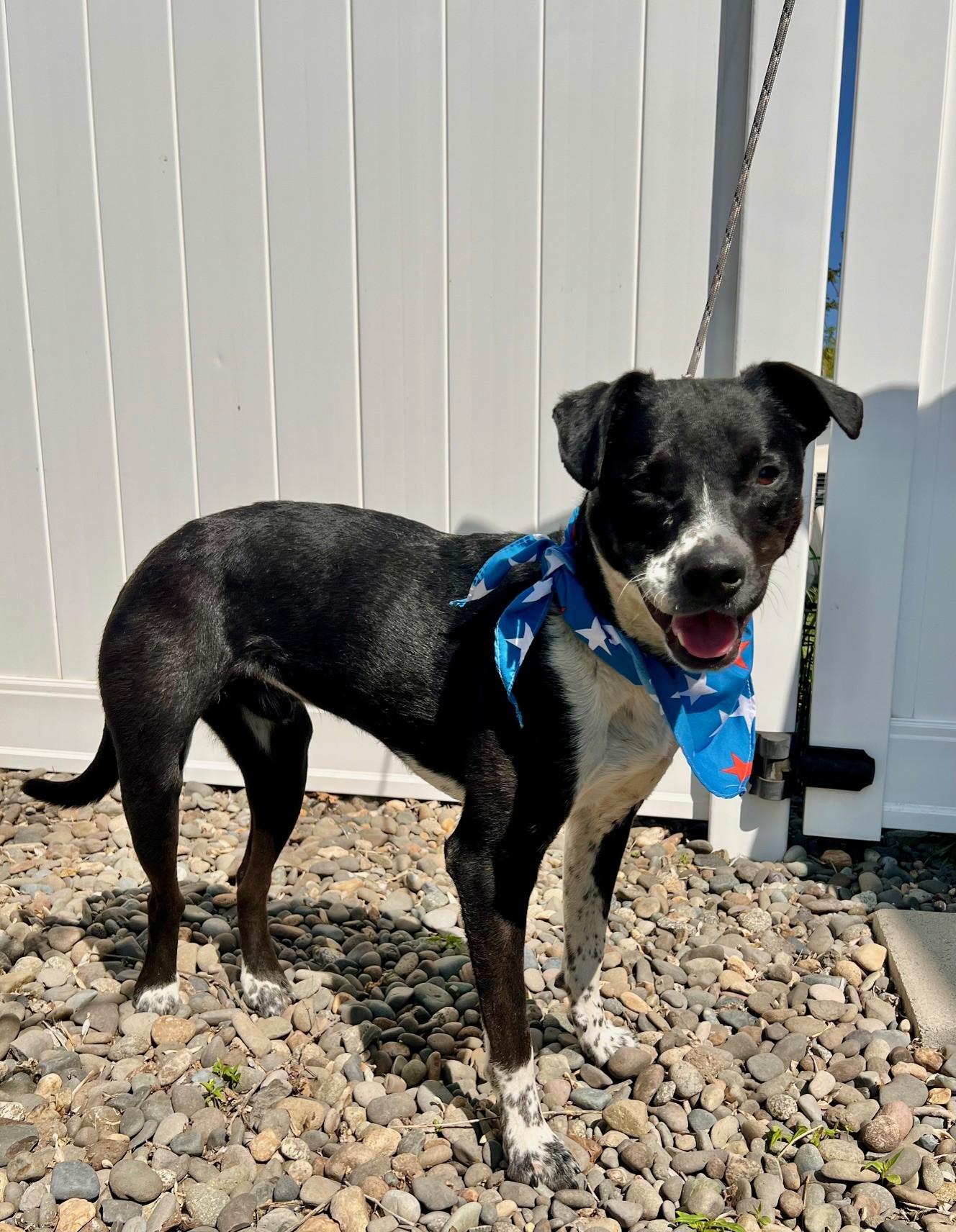 Buck, a Adoptable mixed breed in Yakima, WA image 3/5