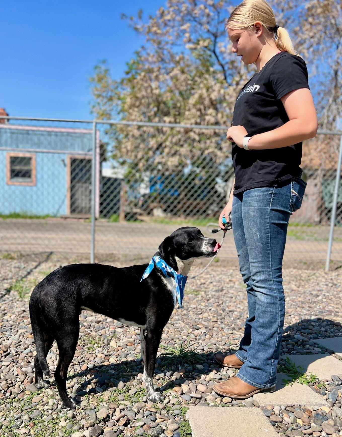 Buck, a Adoptable mixed breed in Yakima, WA image 4/5