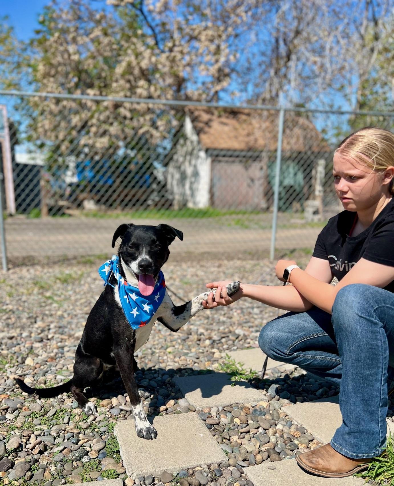 Buck, Adoptable, Adult Male Pit Bull Terrier & Australian Cattle Dog / Blue Heeler.