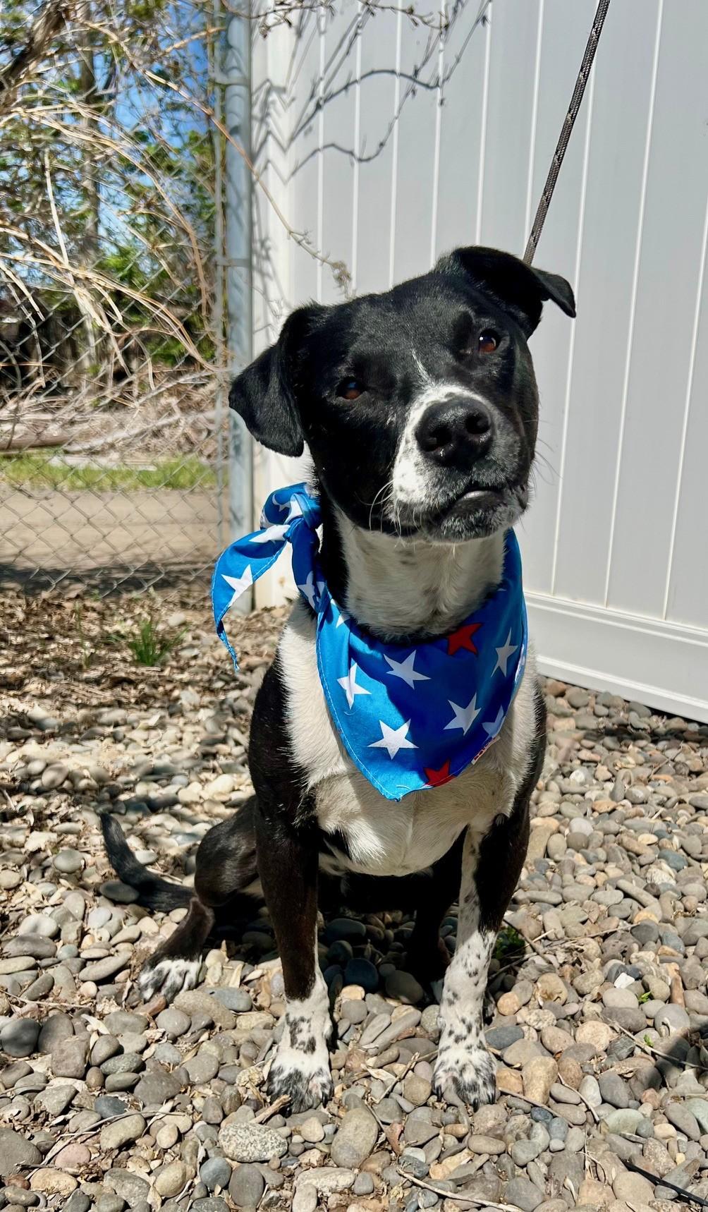Buck, a Adoptable mixed breed in Yakima, WA image 5/5