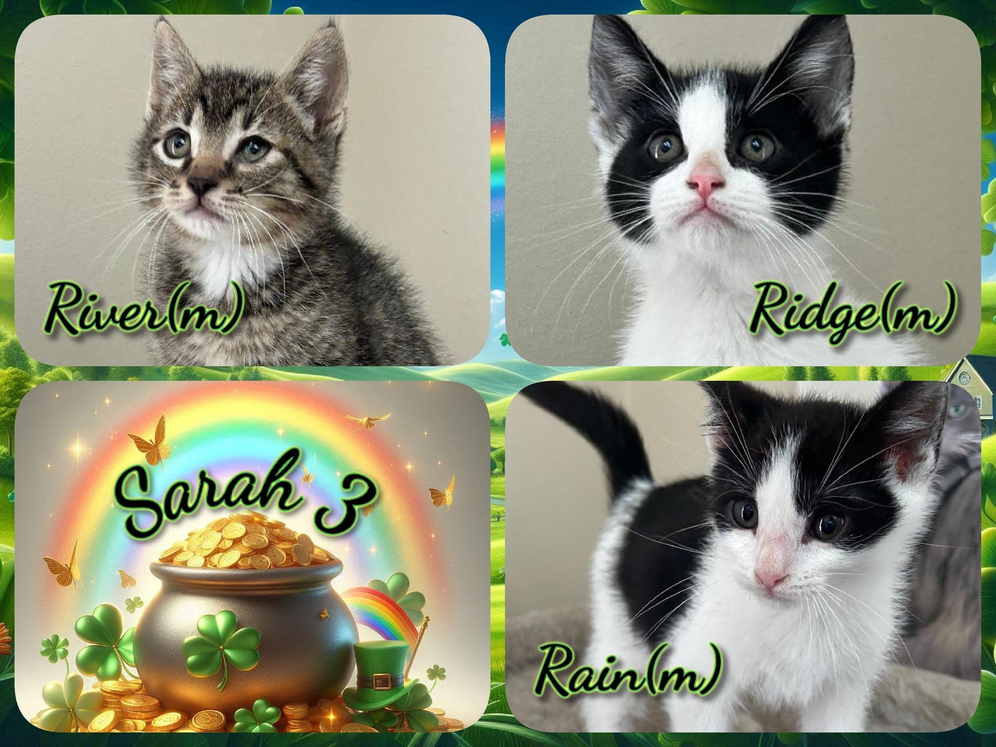 Enlarge Sarah 3, a ADOPTABLE Domestic Short Hair in Corinth, NY image 1/1