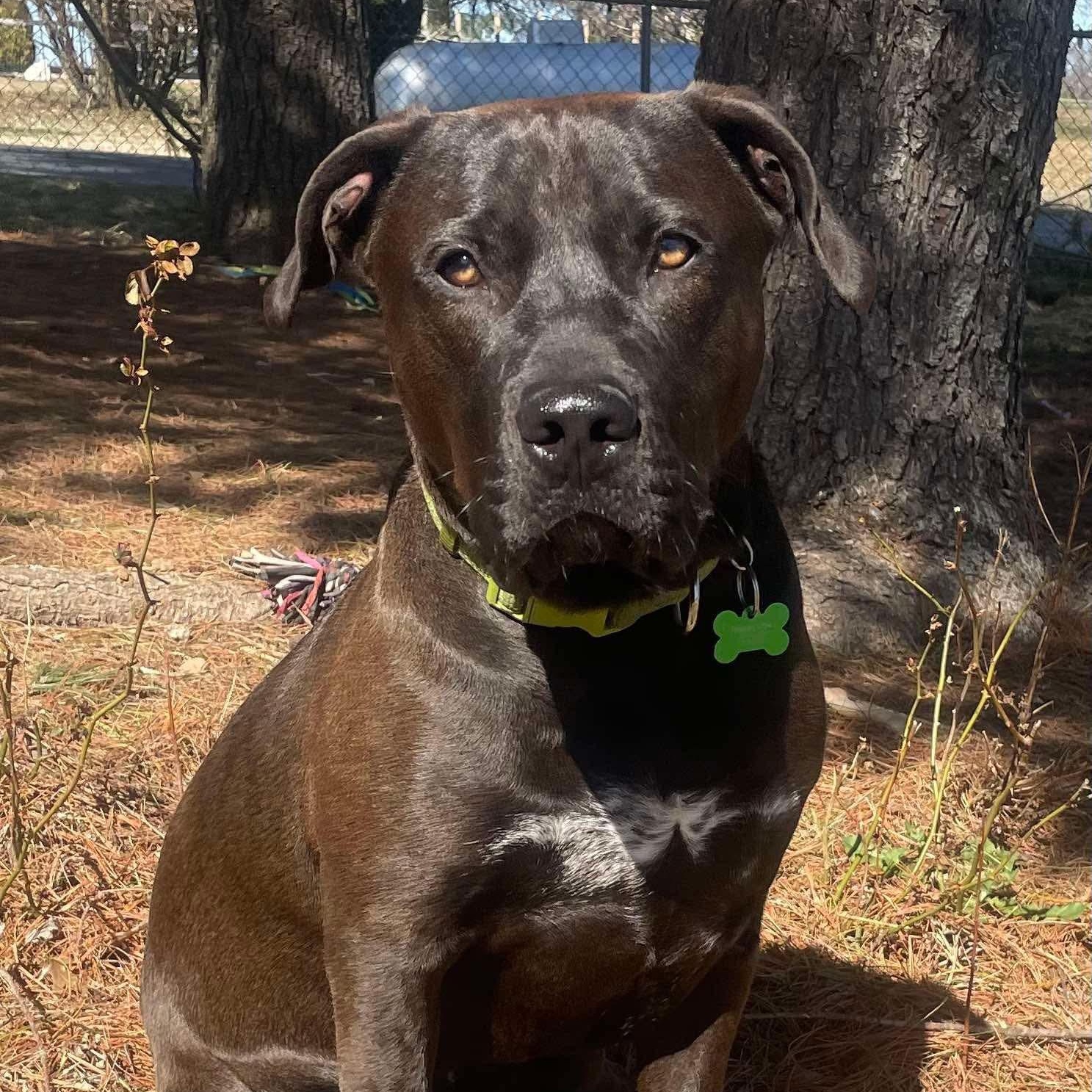 Rhysand, Adult Male Black Labrador Retriever