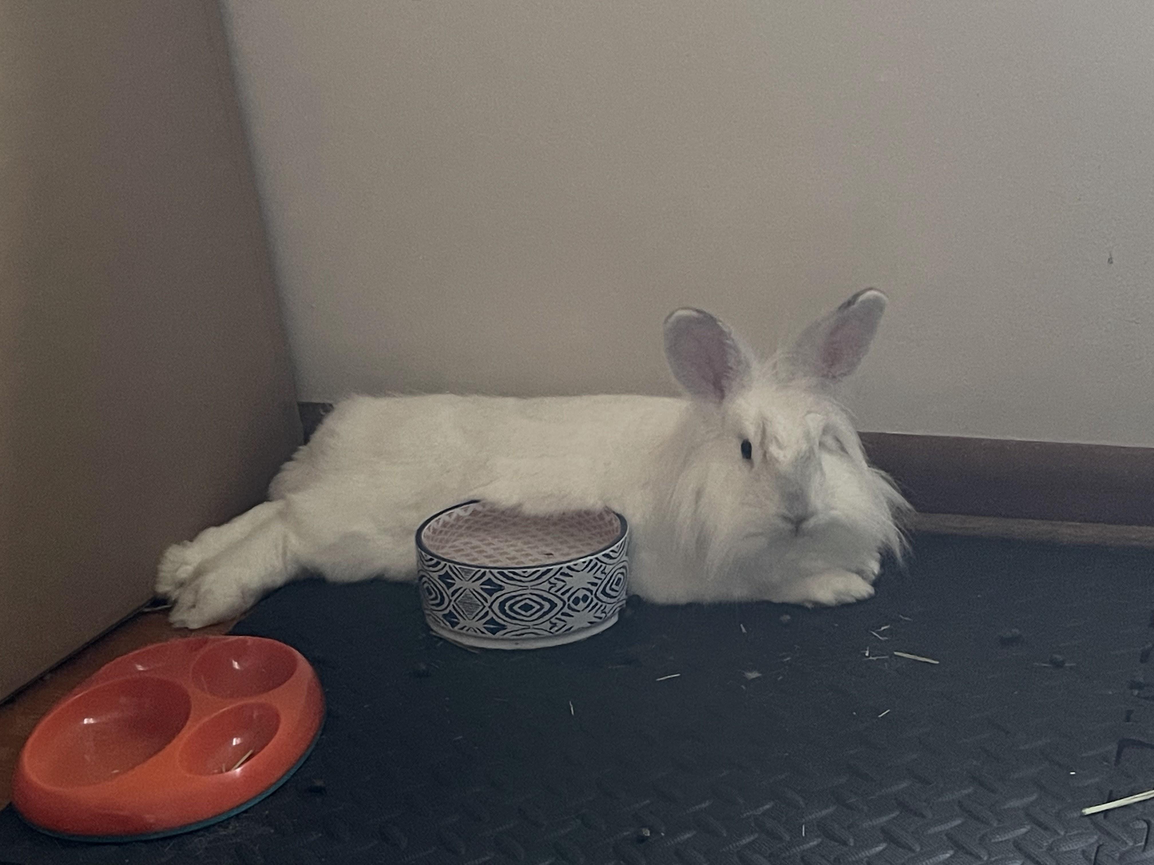 Patsy, an adopted mixed breed in Coralville, IA image 4/5