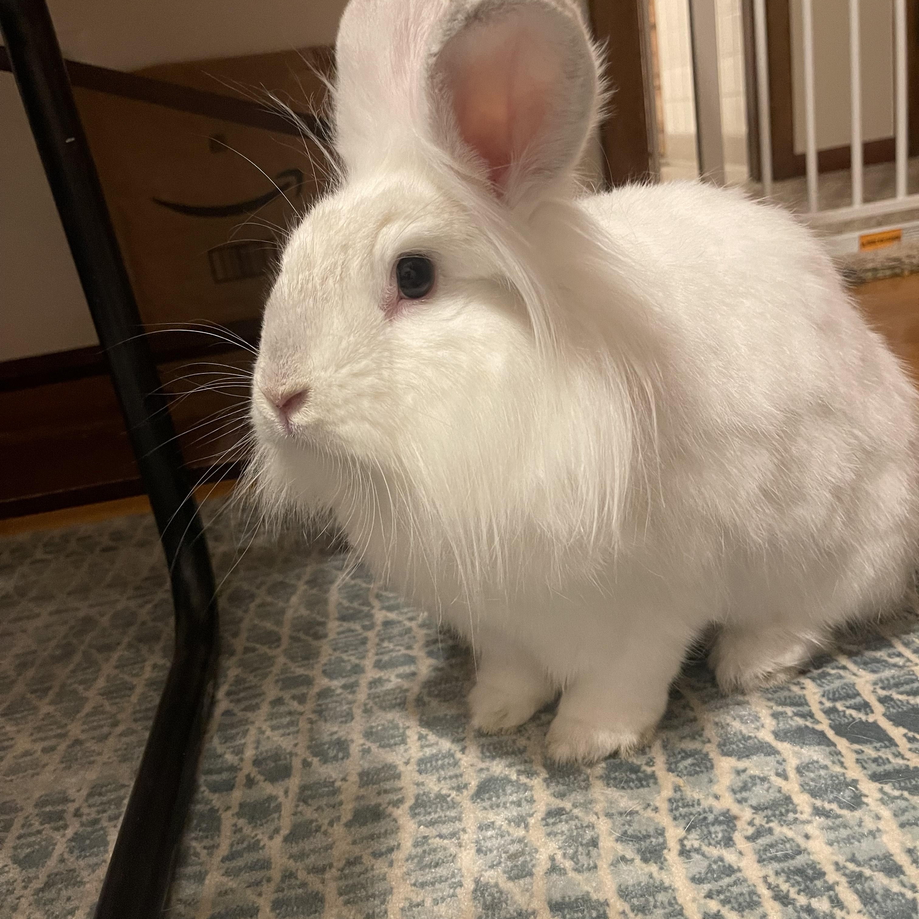 Patsy, adopted, Adult Female Lionhead.