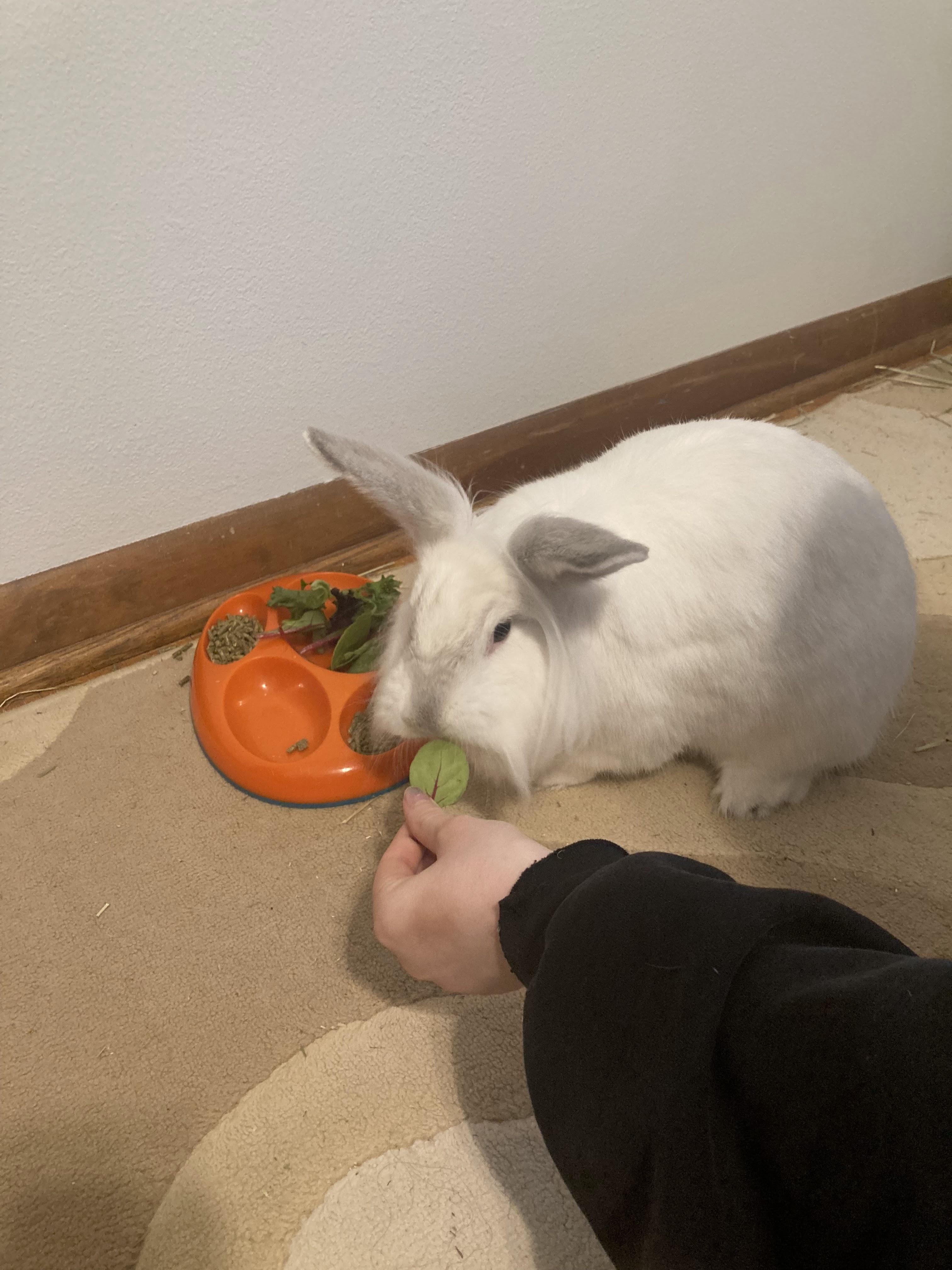 Patsy, an adopted mixed breed in Coralville, IA image 5/5