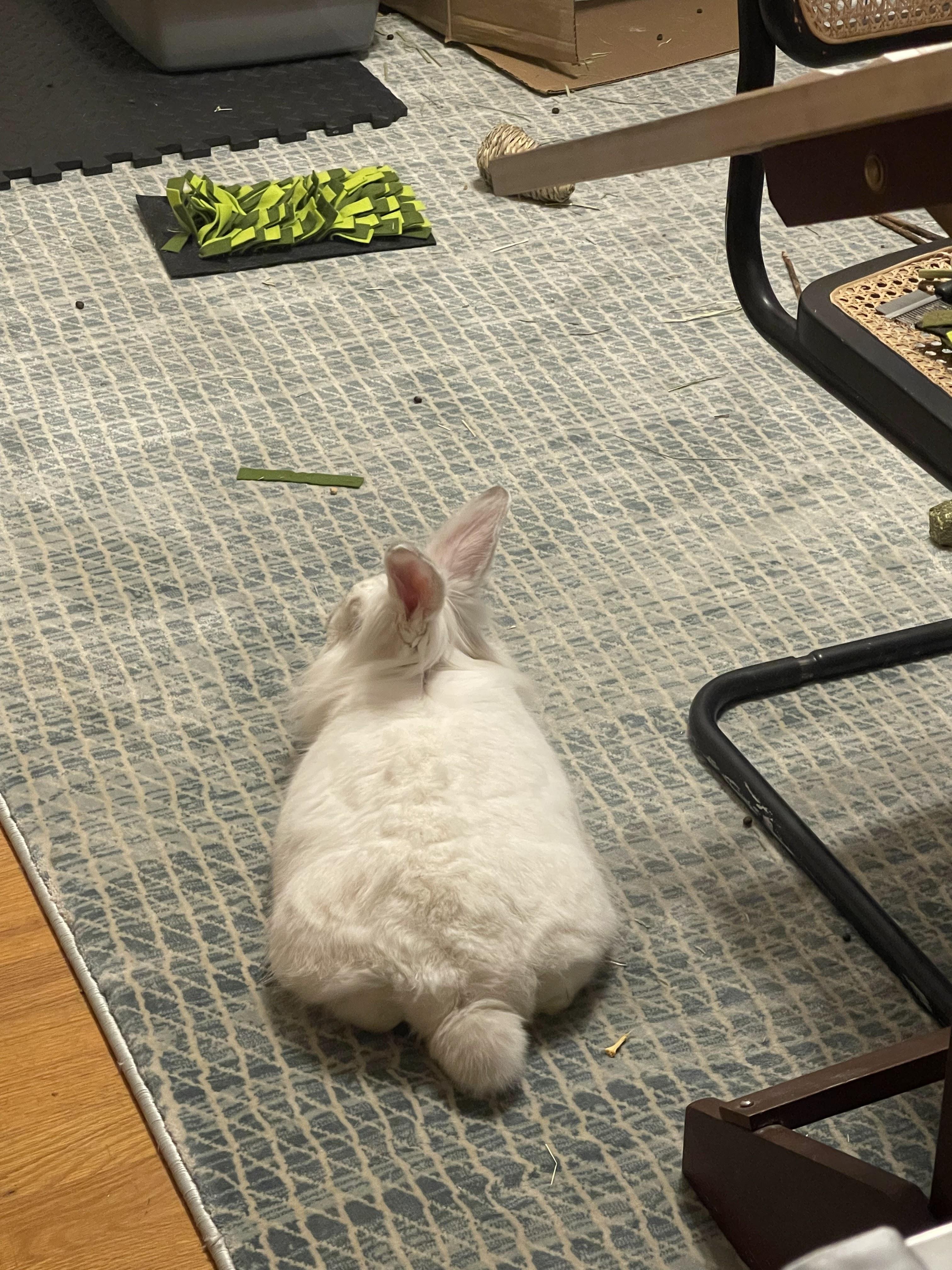 Patsy, an adopted mixed breed in Coralville, IA image 3/5