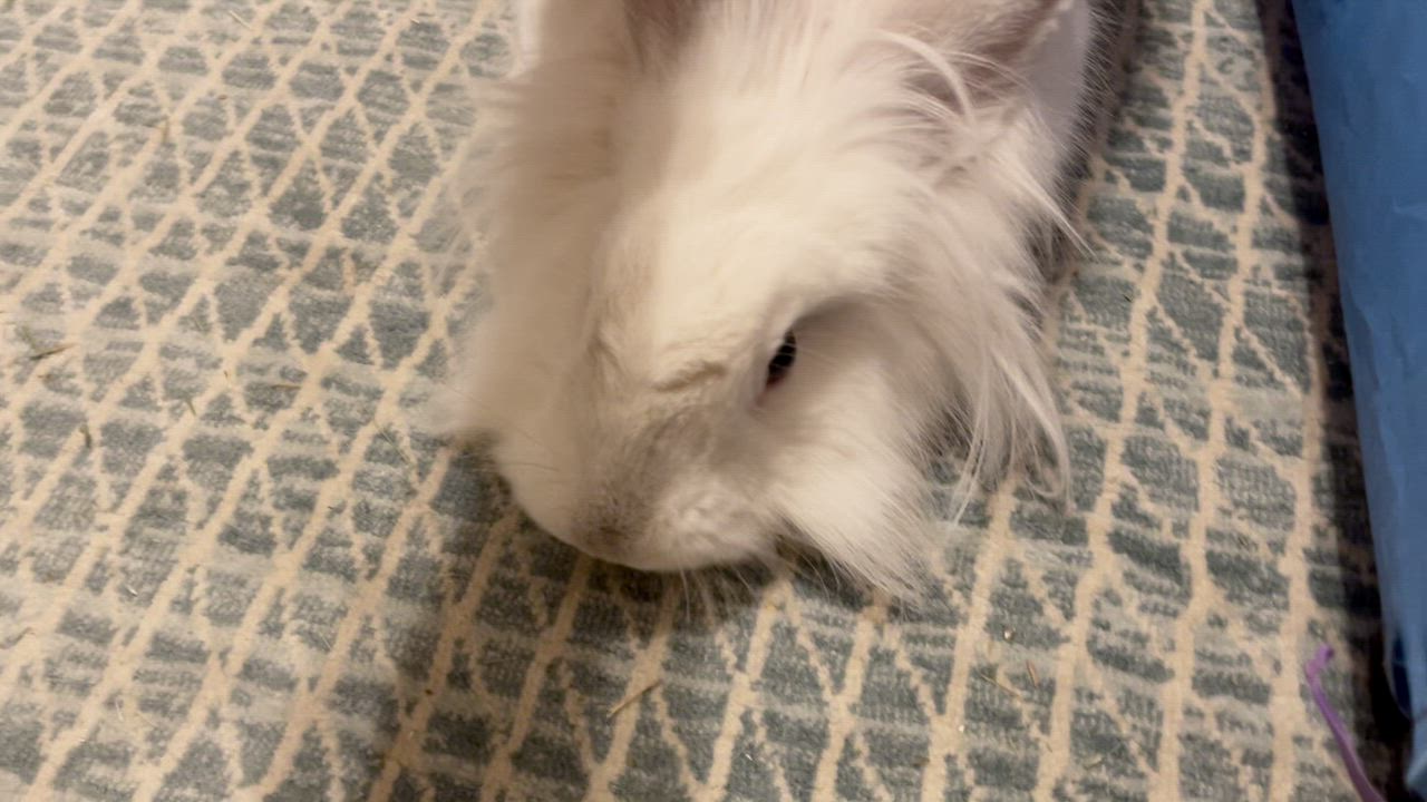 Enlarge Patsy, an adopted mixed breed in Coralville, IA video 2/5