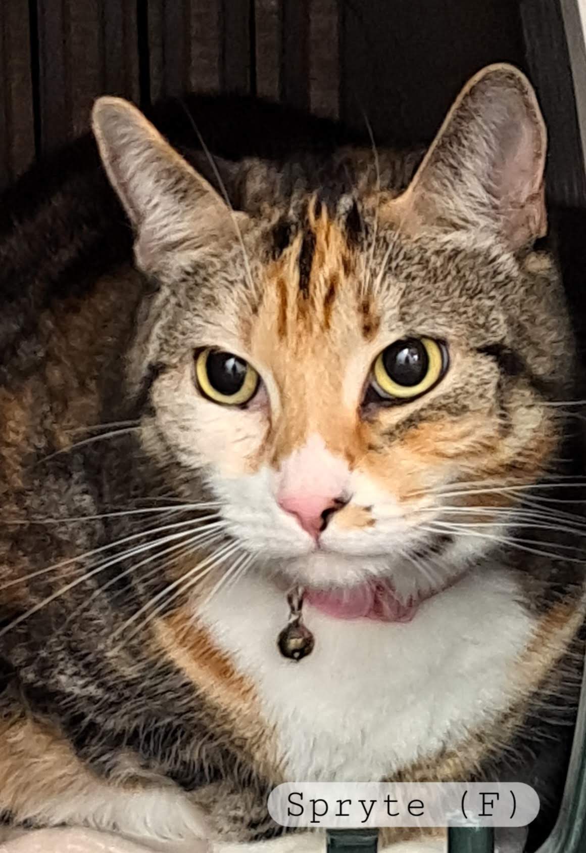 Spryte, a Adoptable Calico in Maple Ridge, BC image 3/3