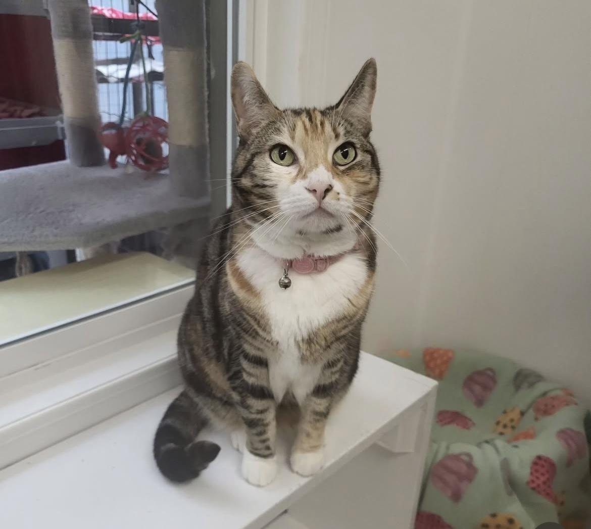 Spryte, Adoptable, Adult Female Calico.