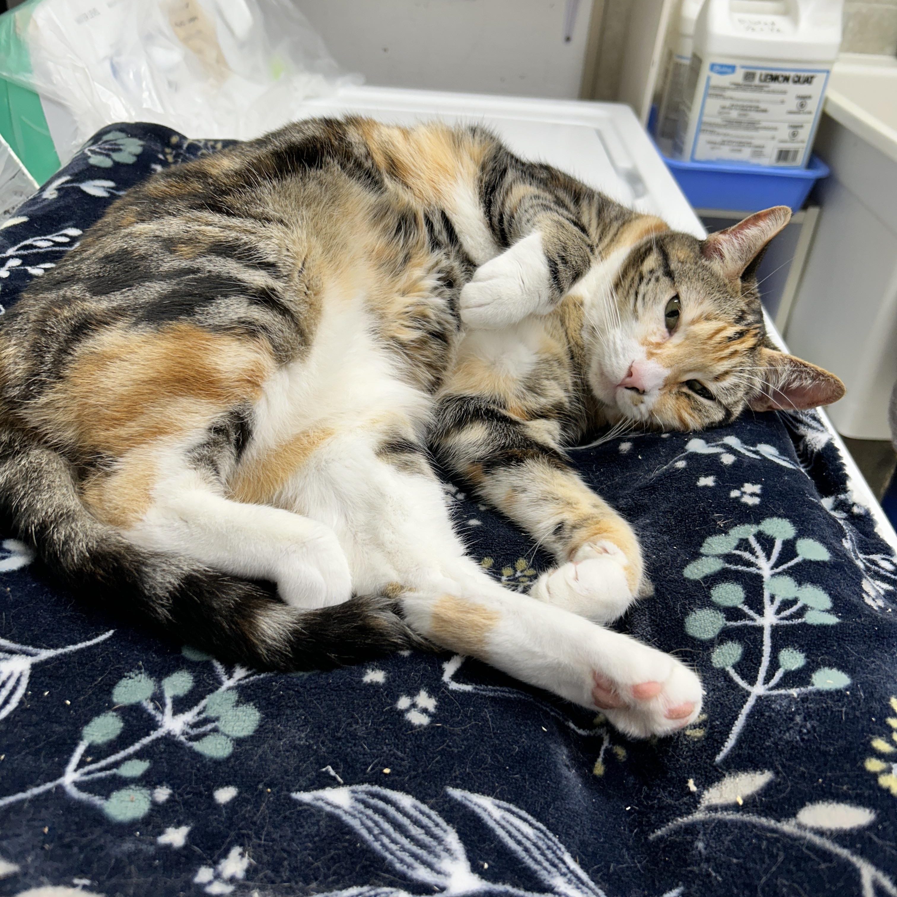 Spryte, a Adoptable Calico in Maple Ridge, BC image 2/3