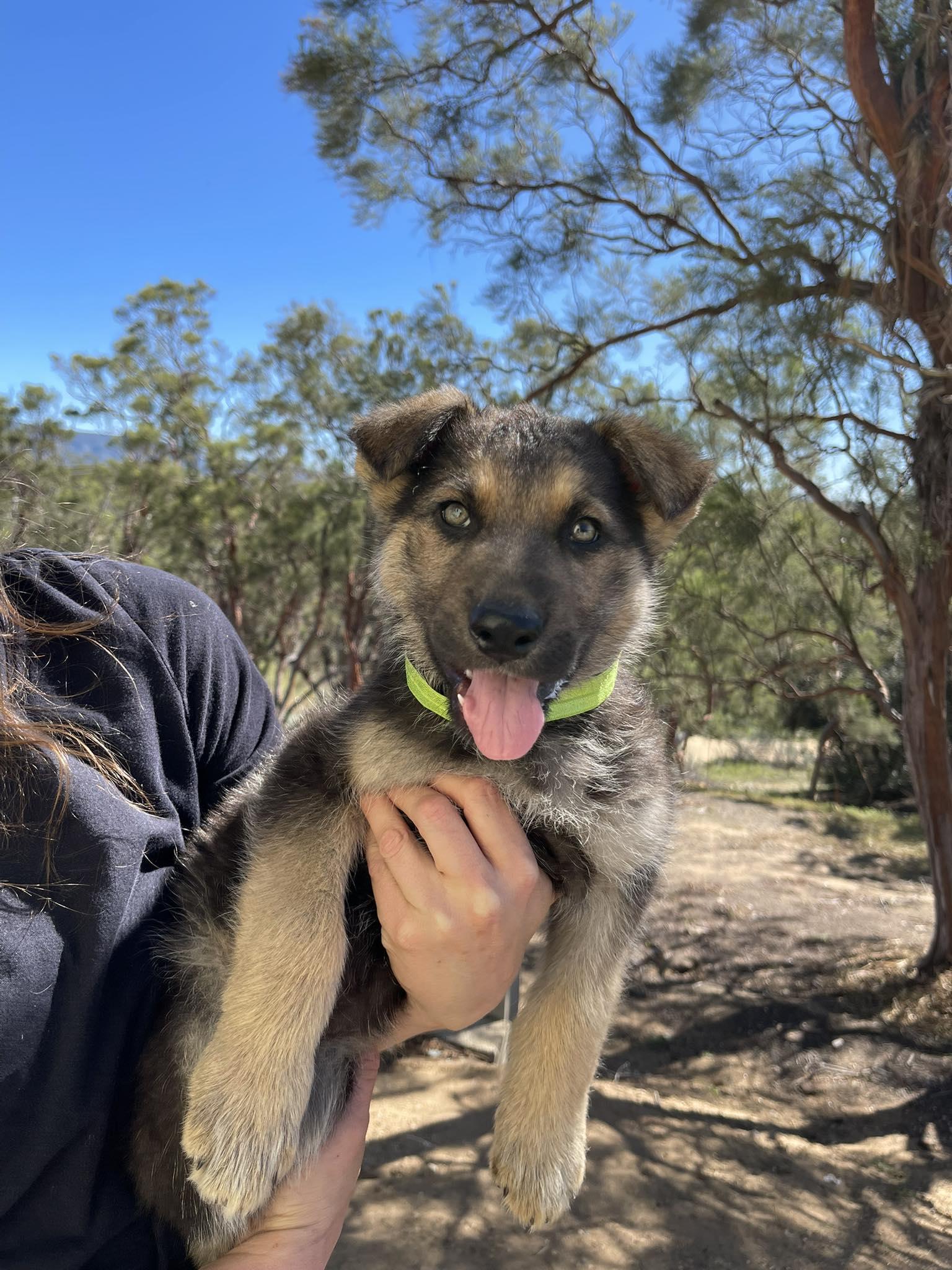 Stream, an adopted mixed breed in Temecula, CA image 3/6