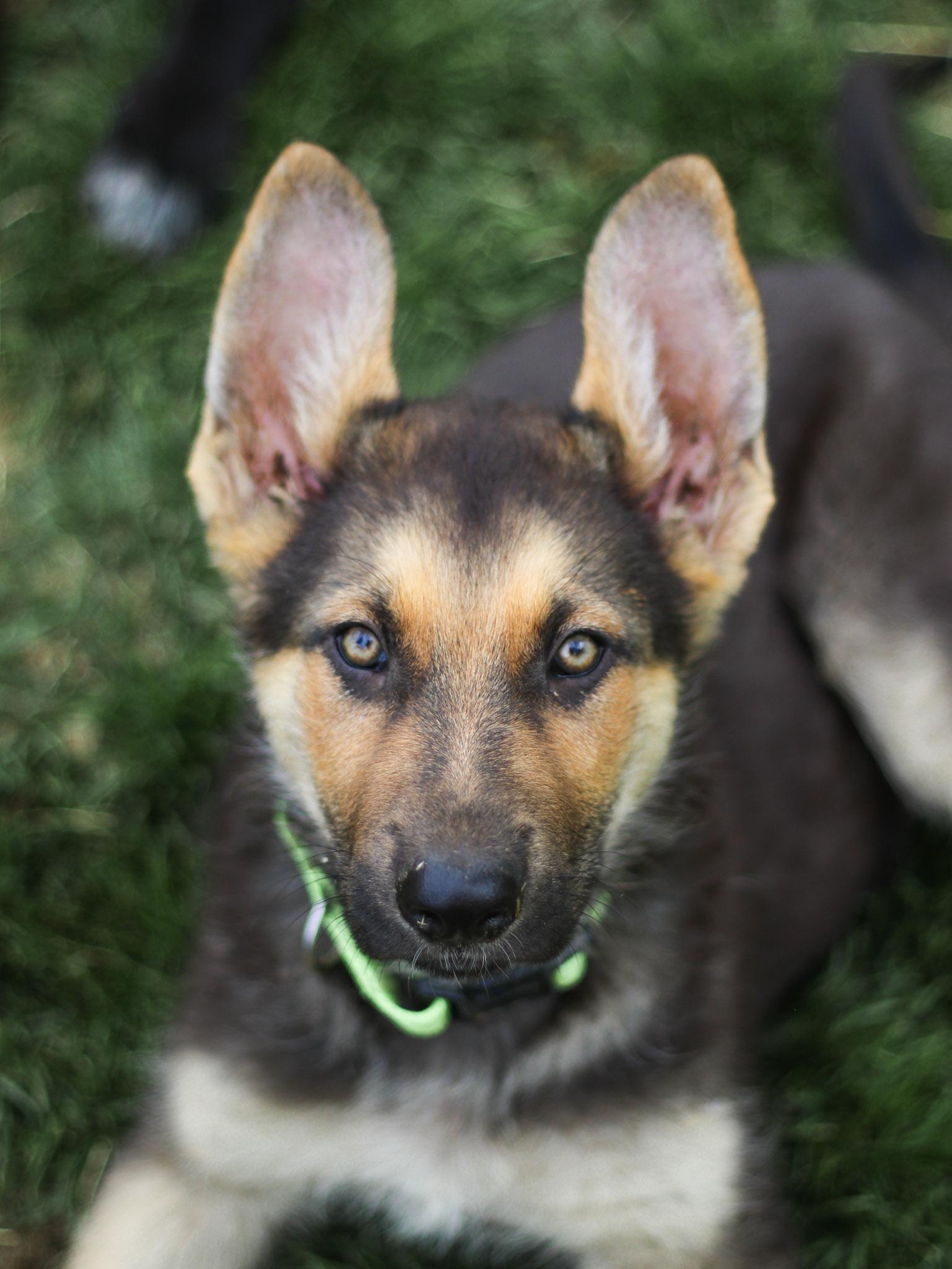 Stream, an adopted mixed breed in Temecula, CA image 1/6