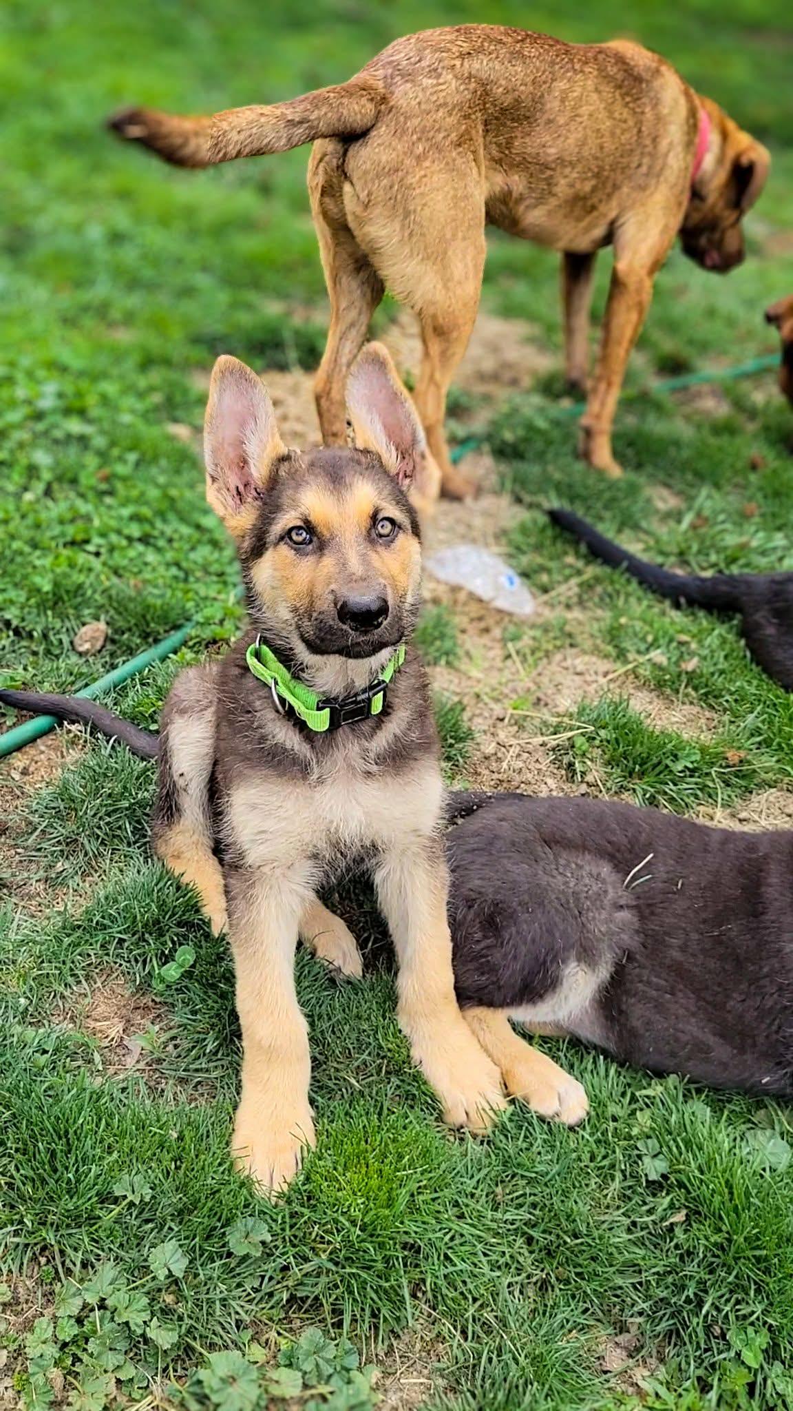 Stream, an adopted mixed breed in Temecula, CA image 6/6