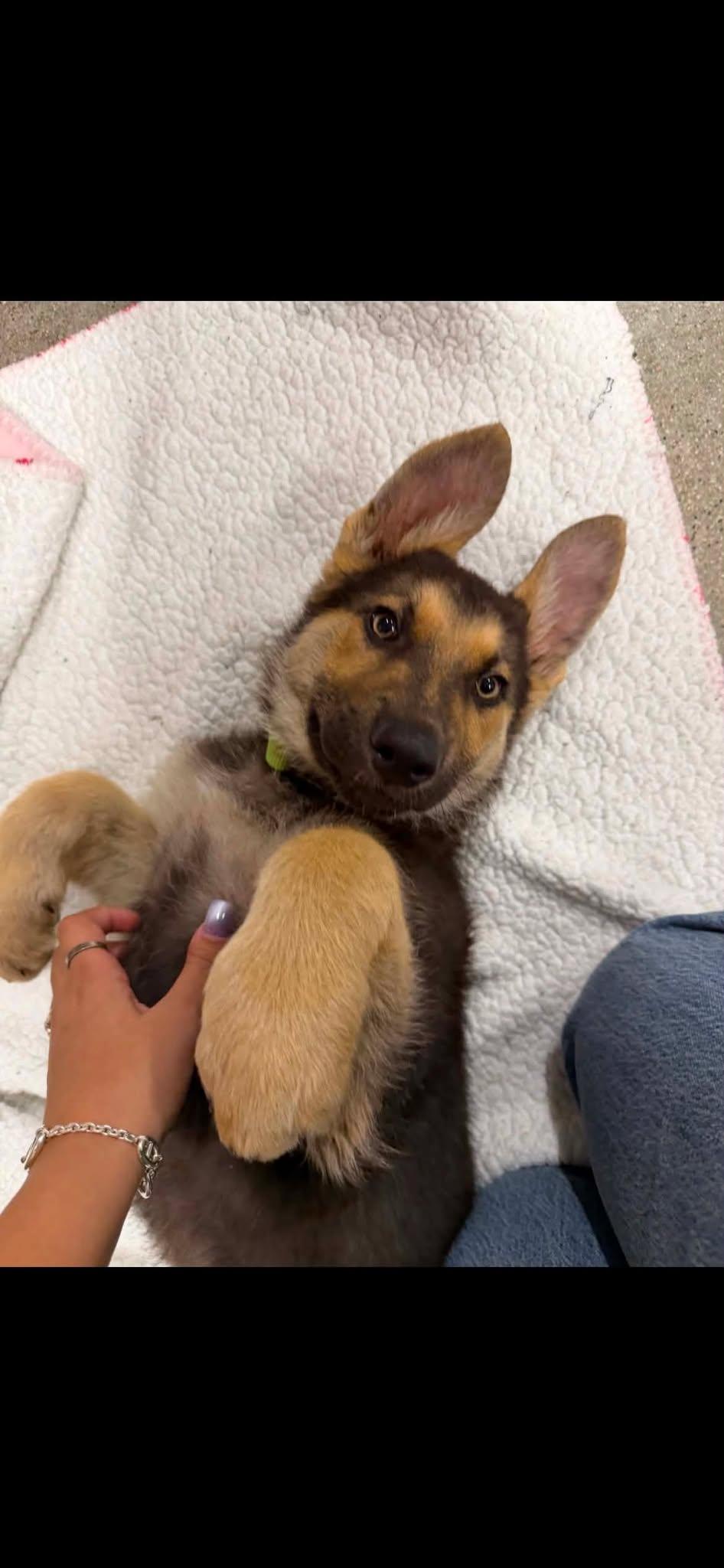 Stream, an adopted mixed breed in Temecula, CA image 5/6