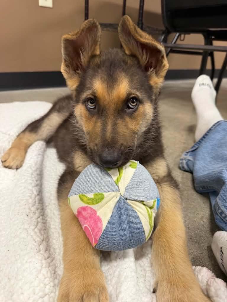 Stream, an adopted mixed breed in Temecula, CA image 2/6