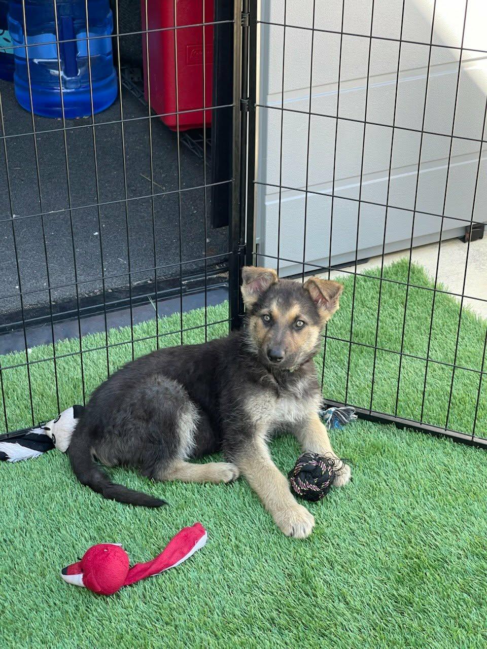 Stream, an adopted mixed breed in Temecula, CA image 4/6