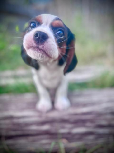 Fizz, a Adoptable mixed breed in Austin, TX image 5/5
