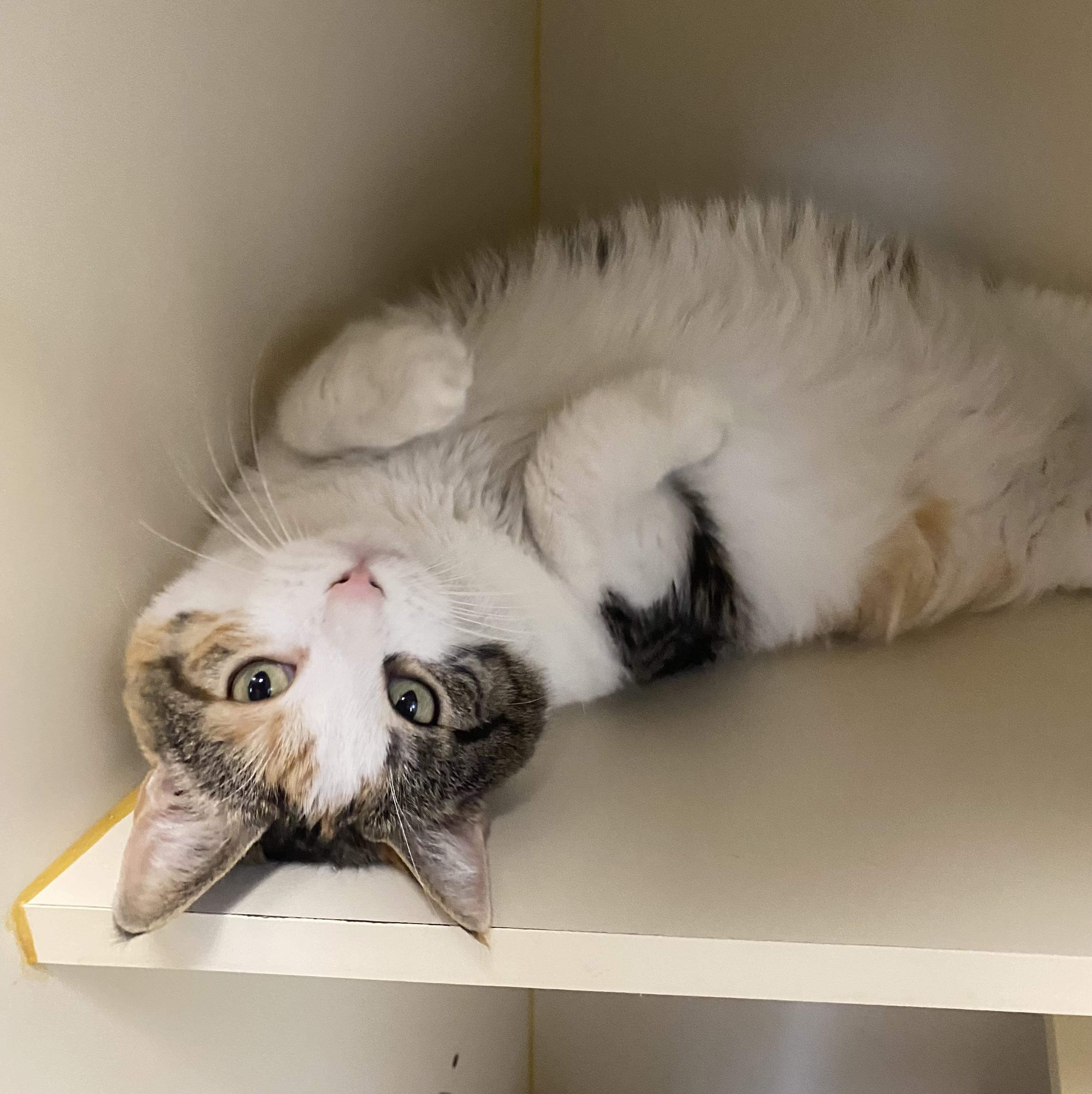 Indy, an adoptable Domestic Short Hair in Somerset, NJ image 1/3