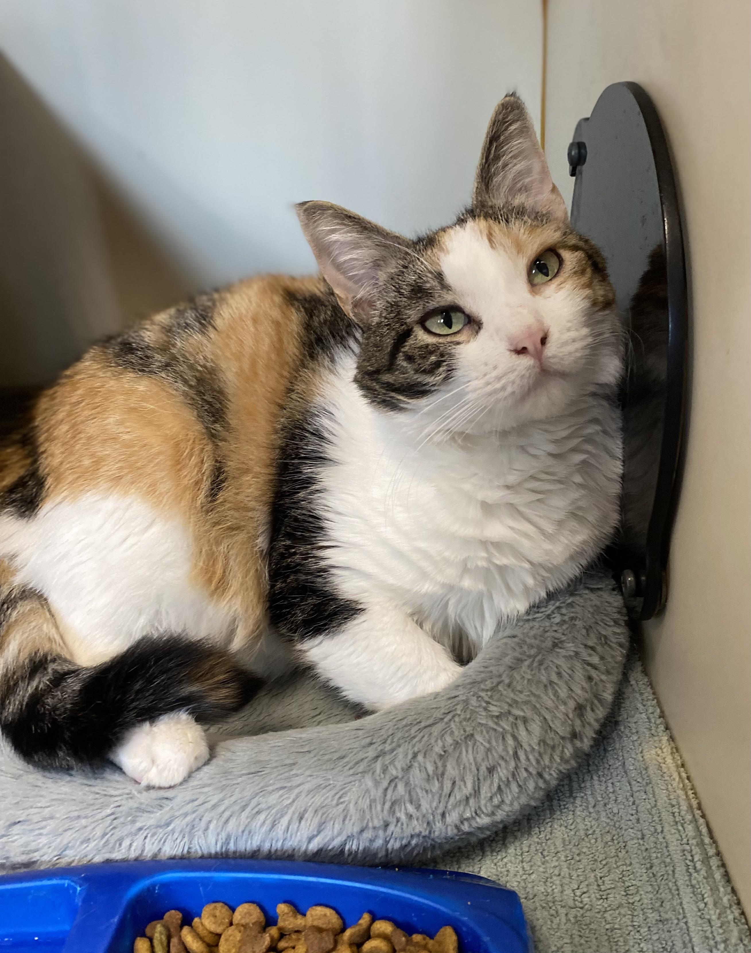 Indy, adoptable, Adult Female Domestic Short Hair.