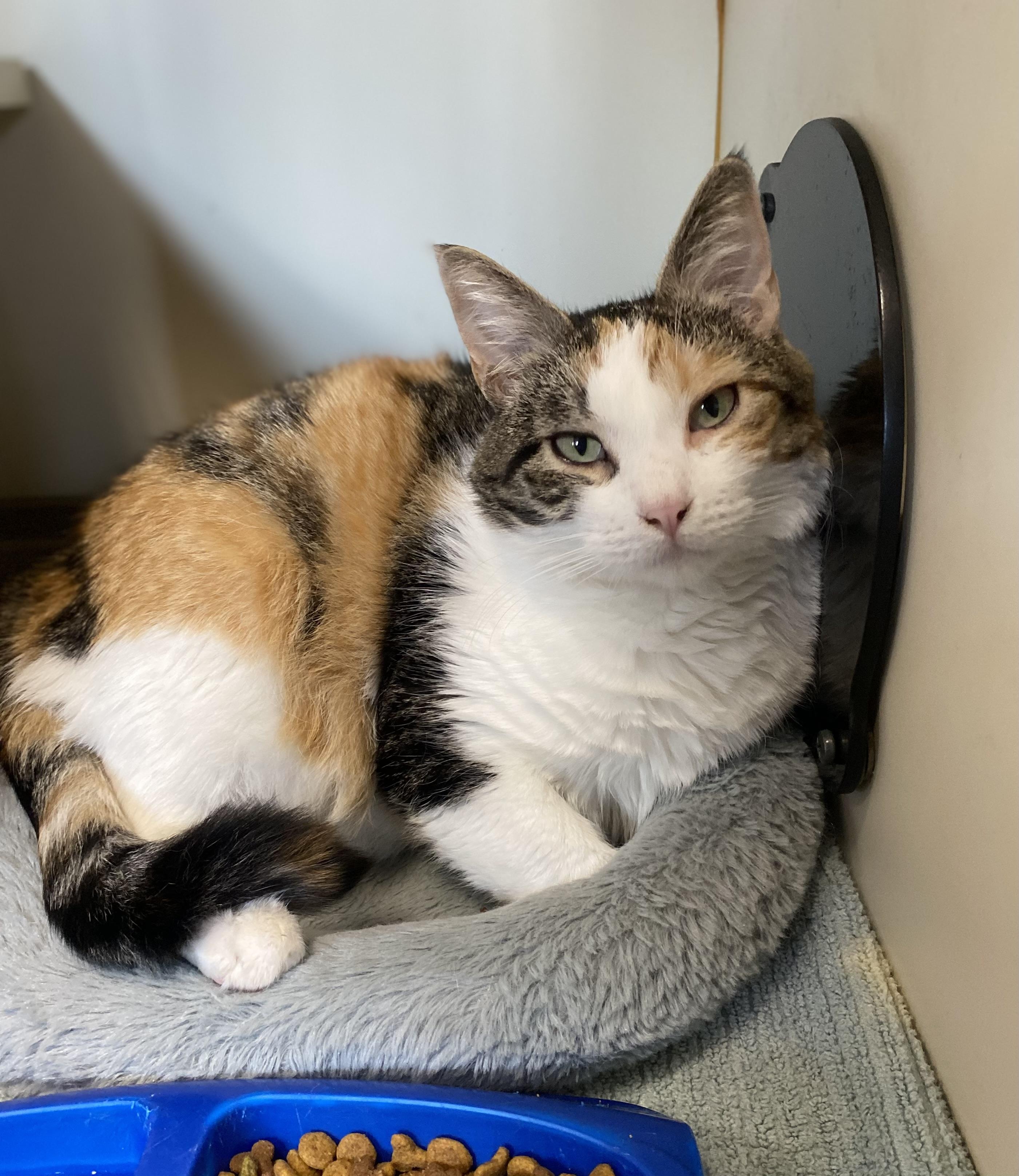 Indy, an adoptable Domestic Short Hair in Somerset, NJ image 2/2