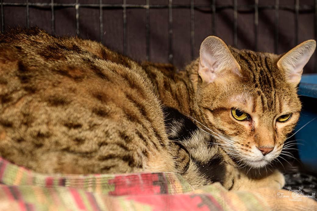 Jazzy, Adopted, Senior Female Savannah.